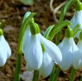 Galanthus elwesii - petals fairly closed  - bright green steam and the fower is hanging down.
