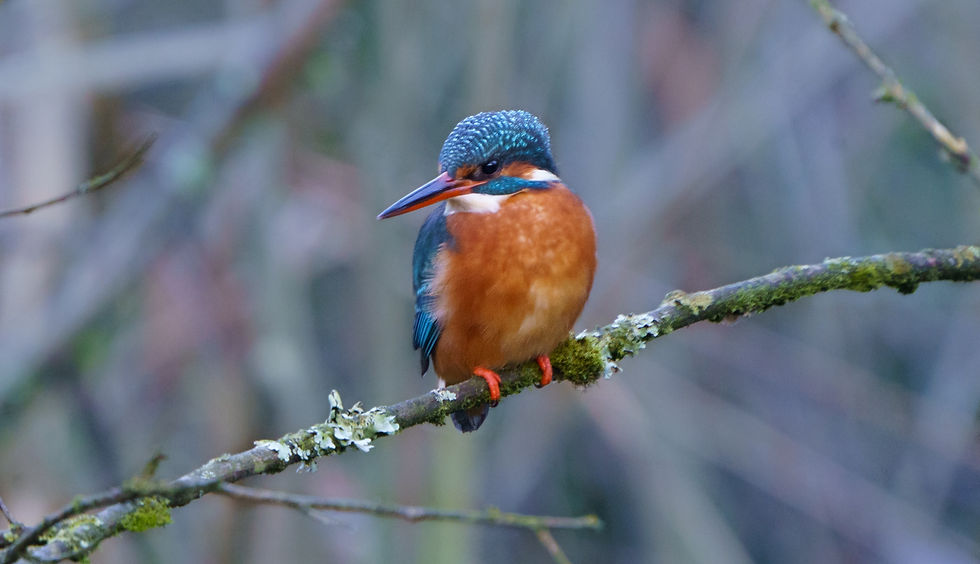 A blue and orange kingfisher with a long beak looking to the left of shot as it sits on a branch. Blurred background.
