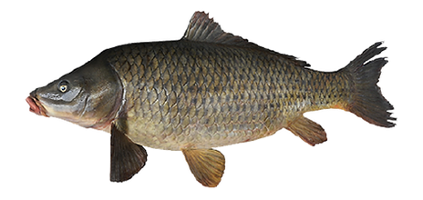 Achiga.png