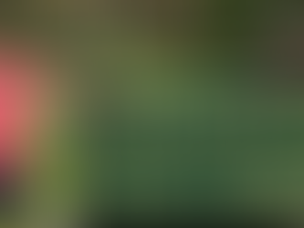 A man stands next to the "Bomoseen State Park" sign on a sunny day.