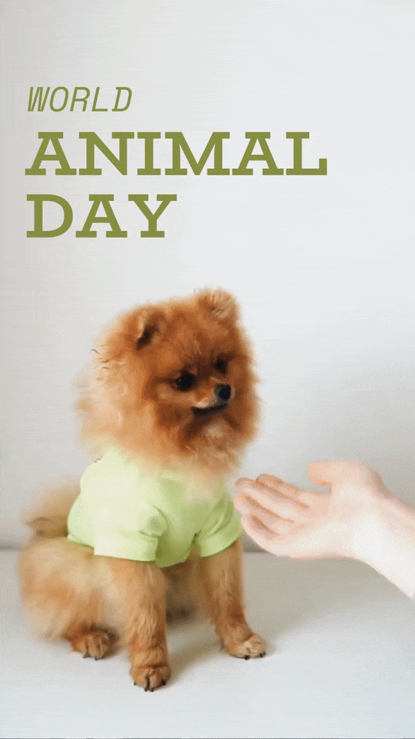 World animal Day social media template