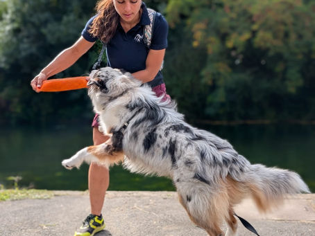 ✨VOYCE ✨ Berger Australien 🐾 Education Canine 🐾 Comportement