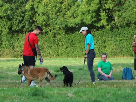 ✨Séance de comportement ✨ Malinois Agressif Chien / Cocker Réactif Chien - Aboiements 🐾 Séance en binôme