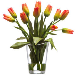 Orange Bud Tulips