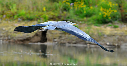 Graureiher, Ardea cinerea