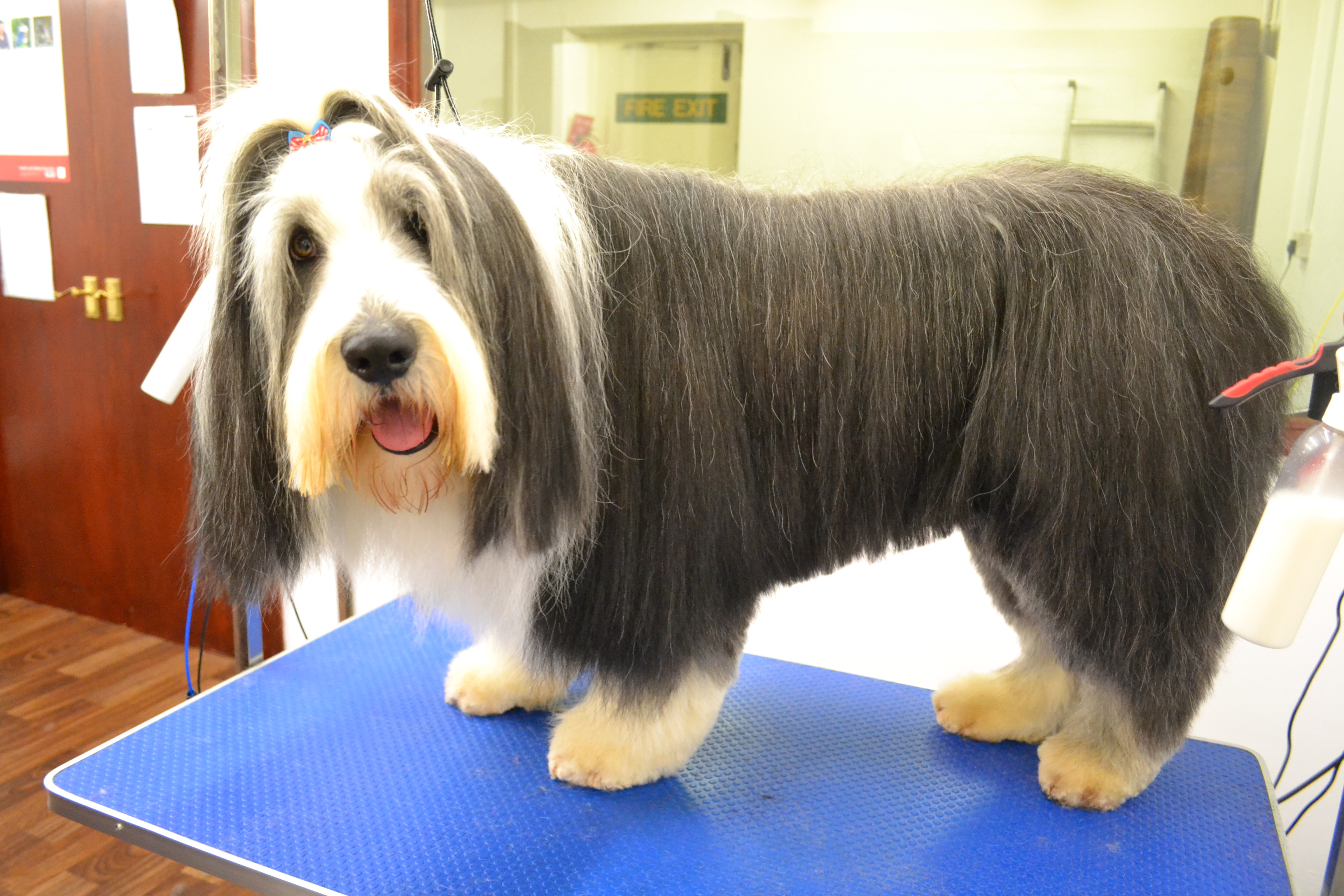 Bearded Collie
