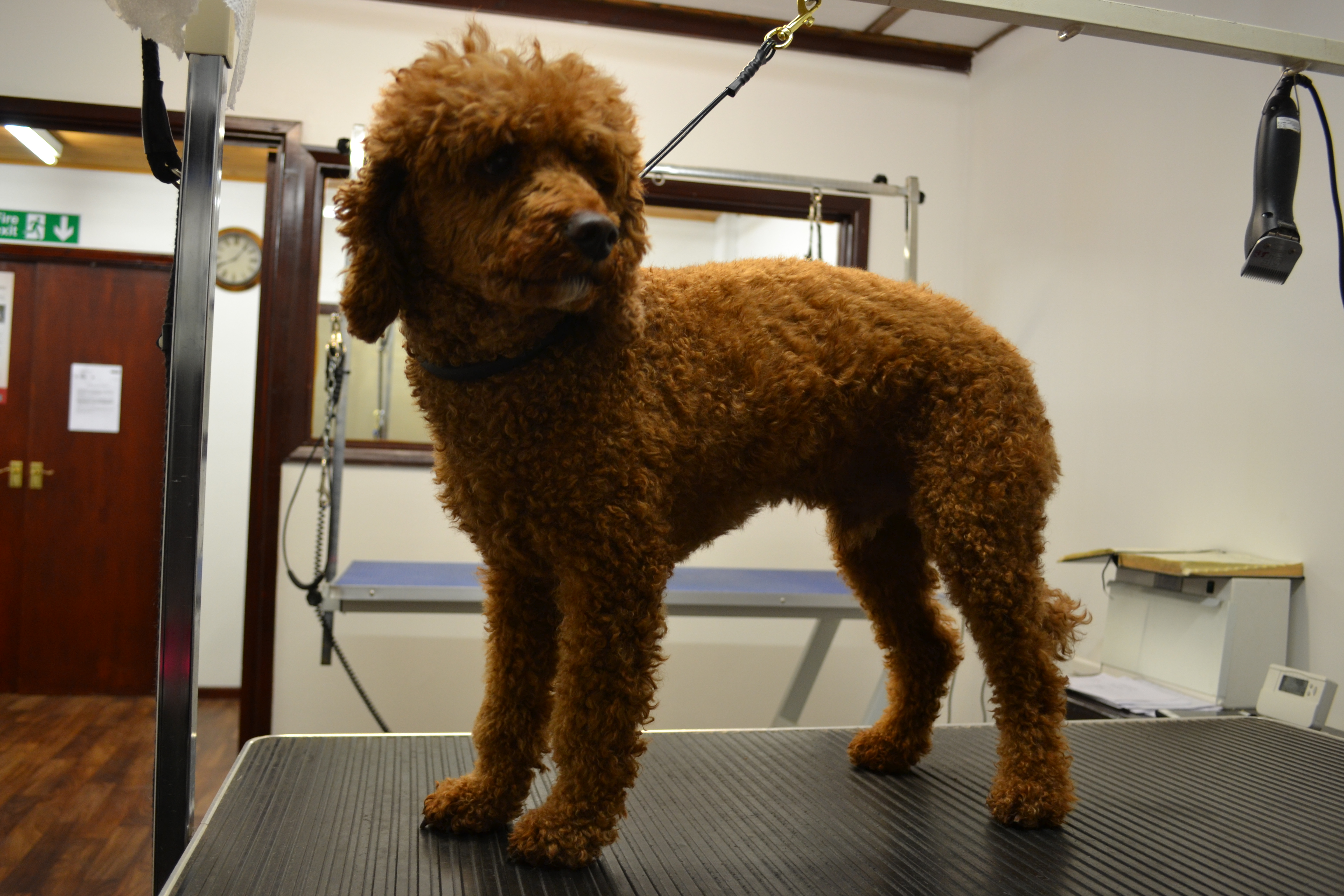 Poodle