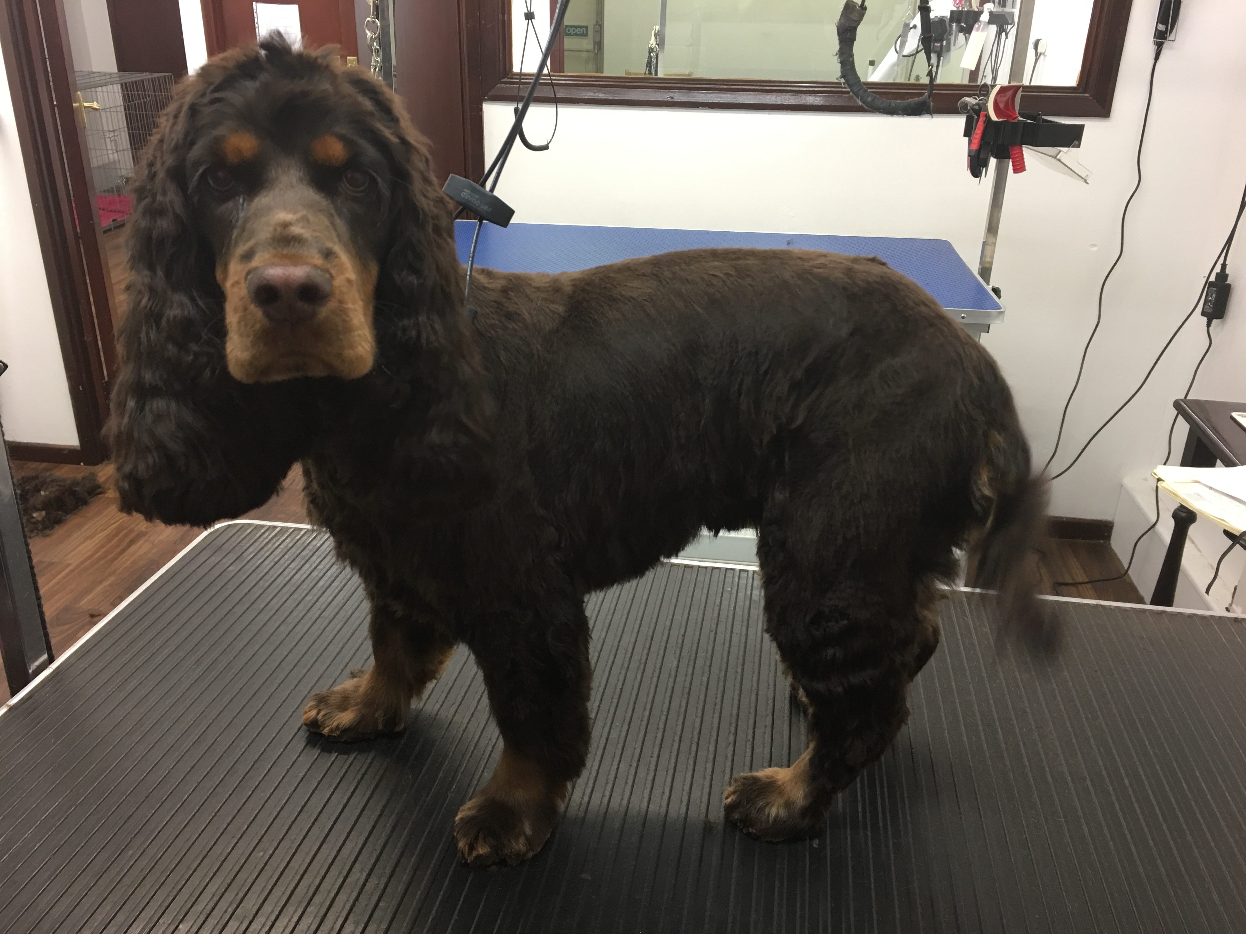 Cocker Spaniel