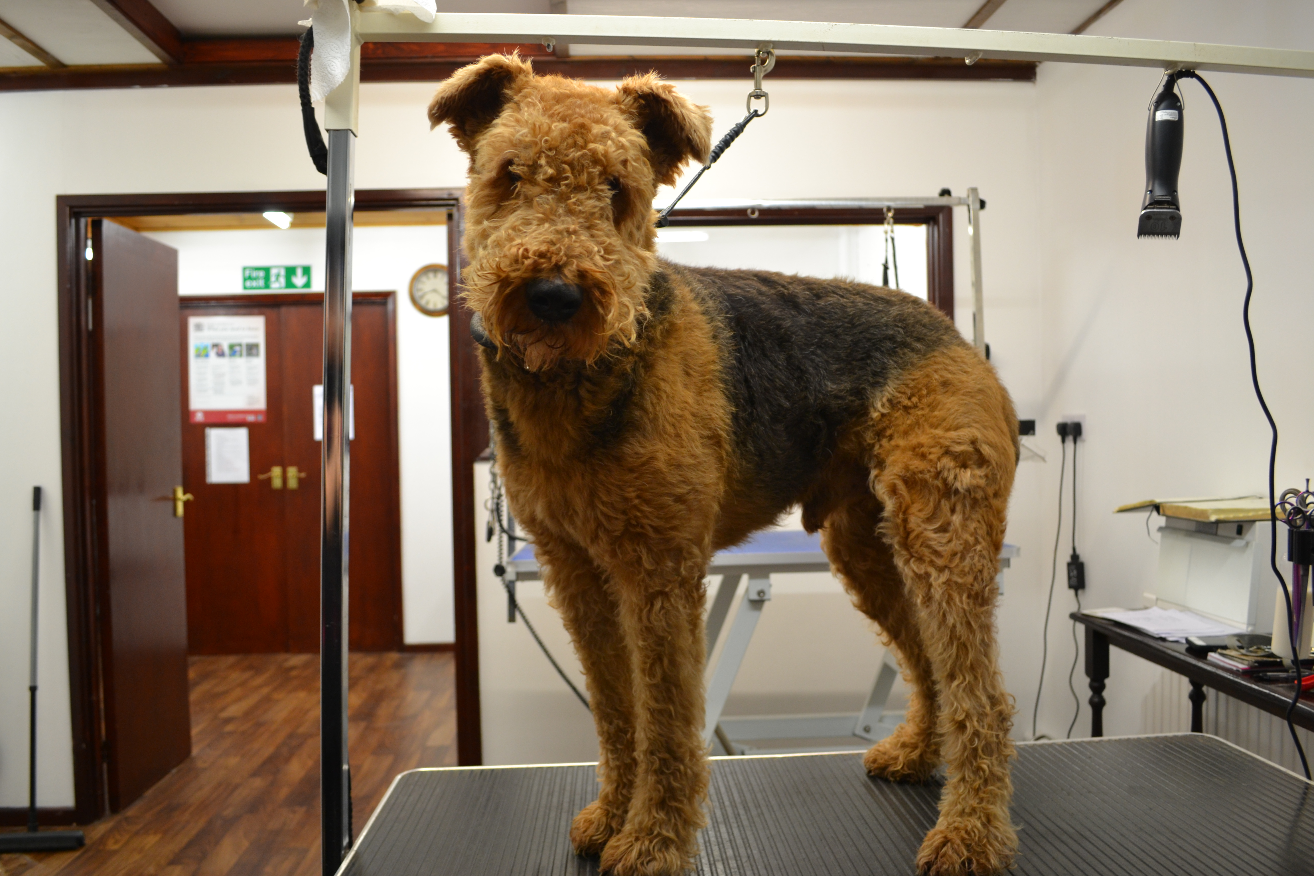 Airedale