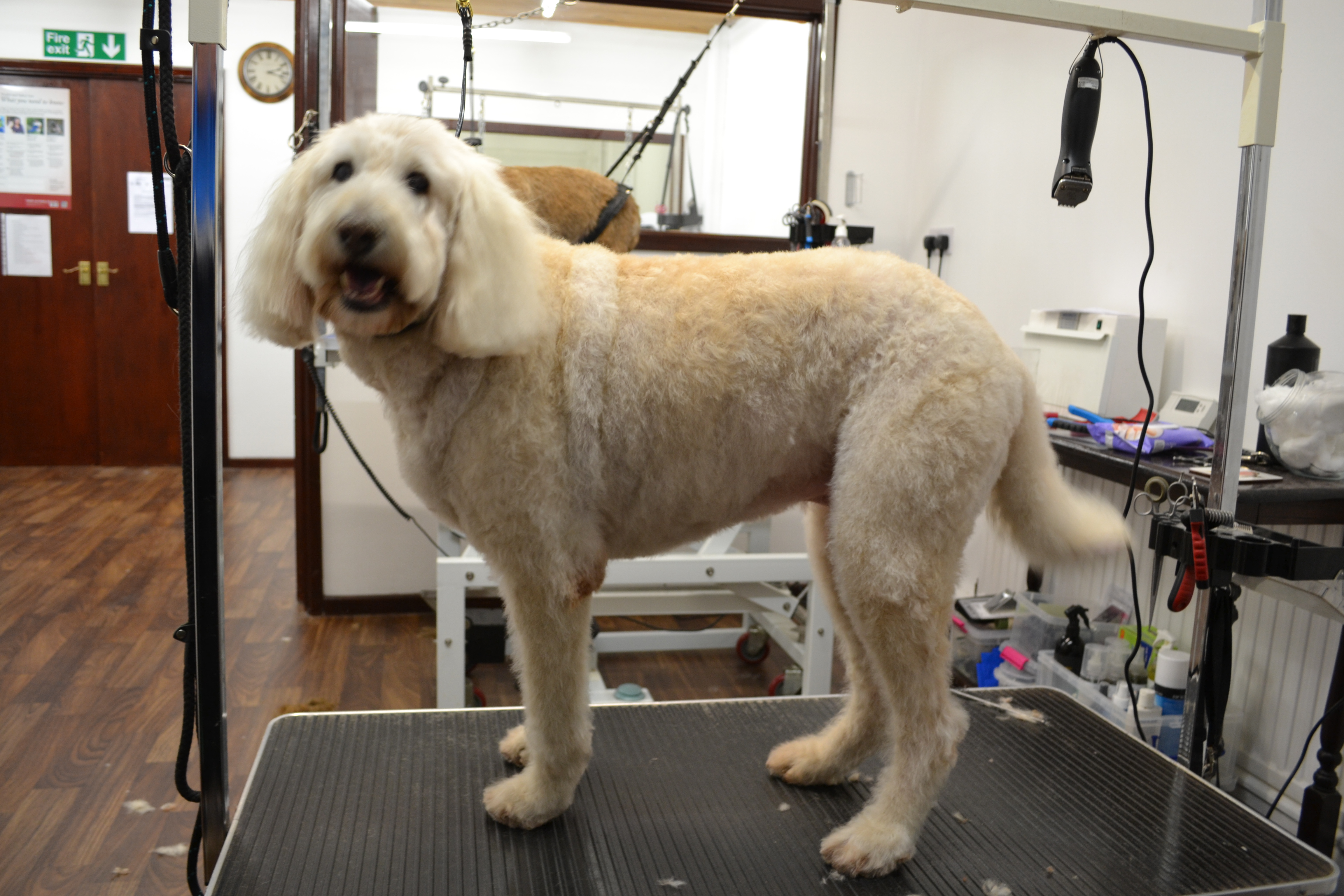 Labradoodle