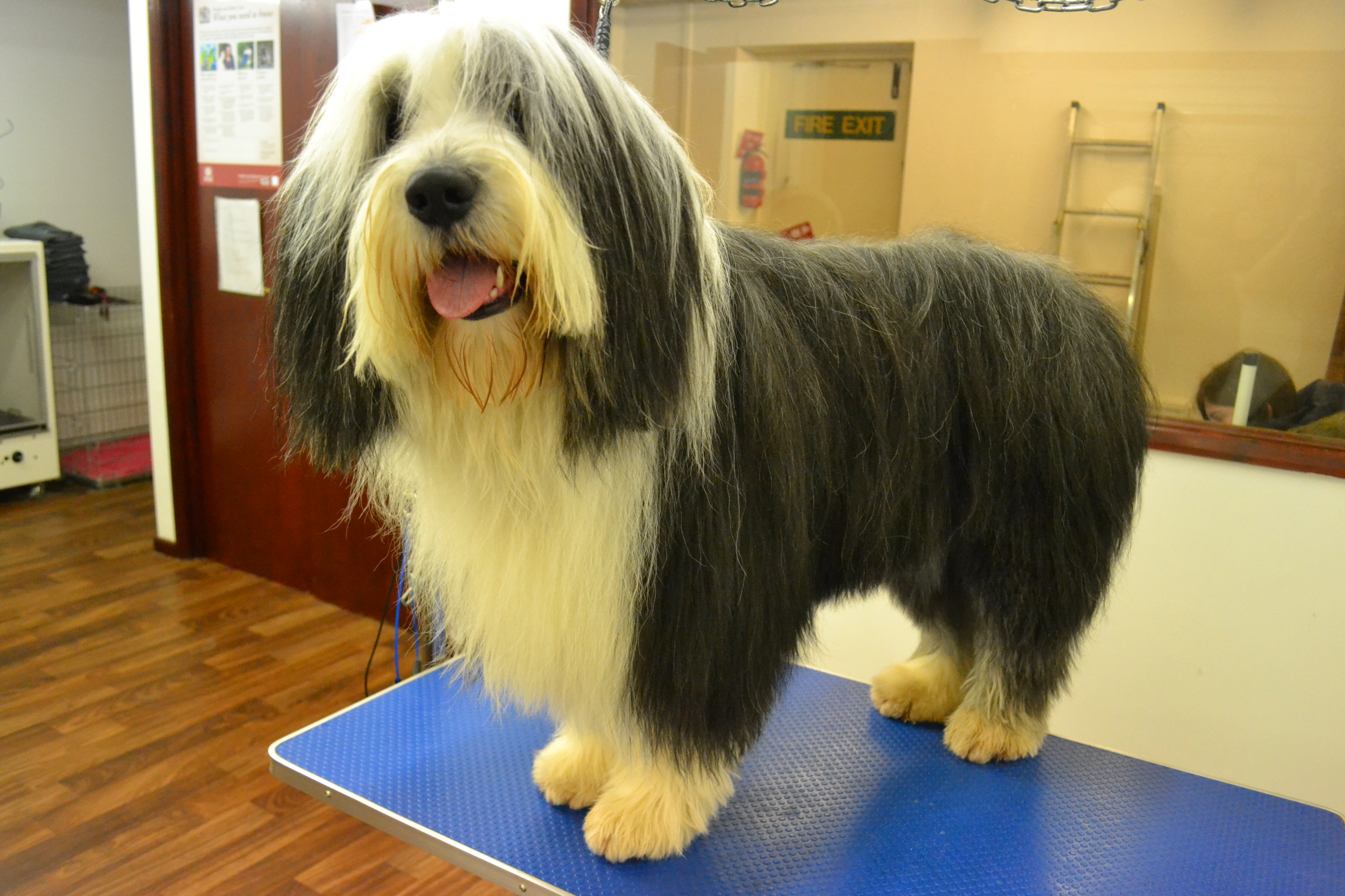 Bearded Collie