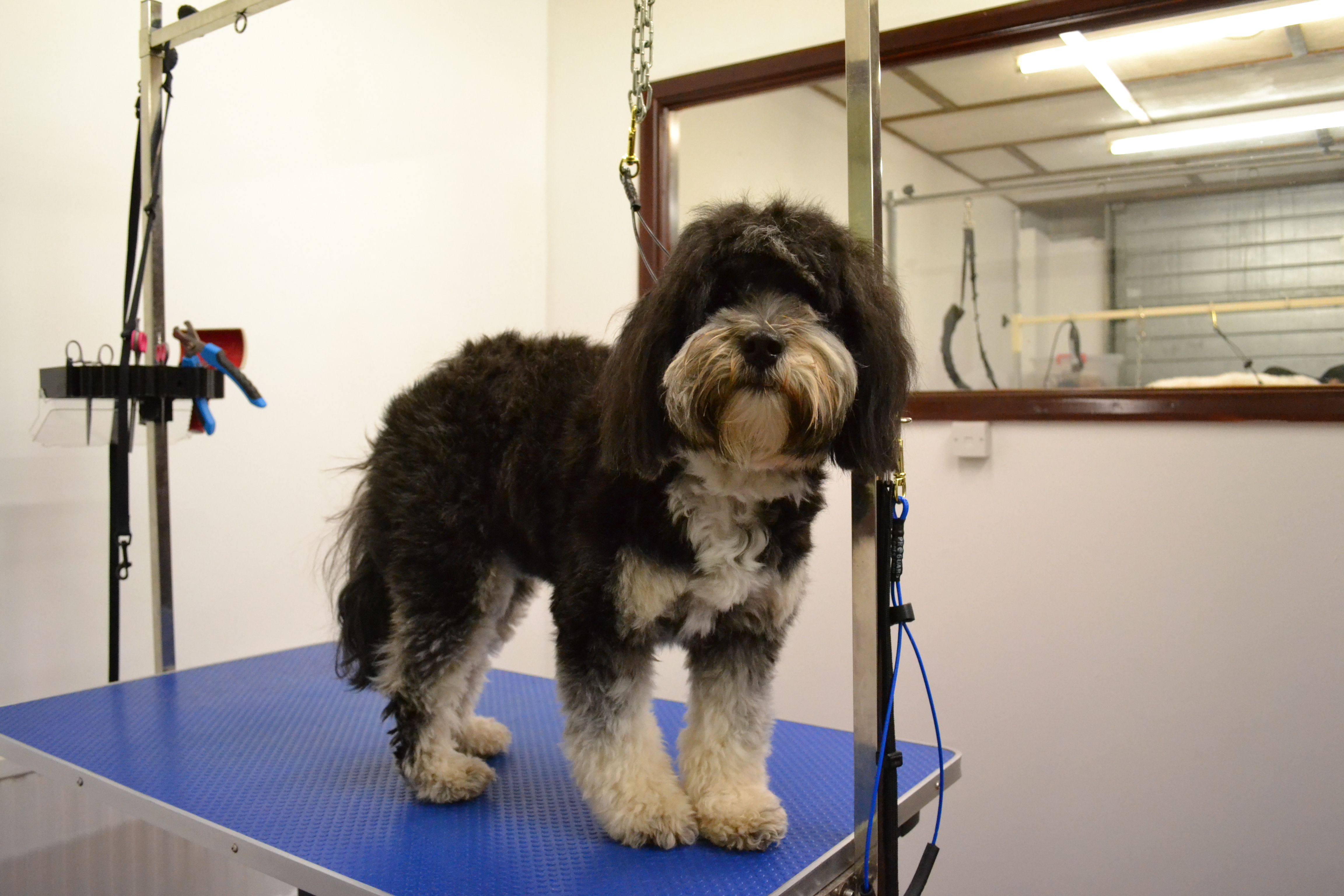 Tibetan Terrier
