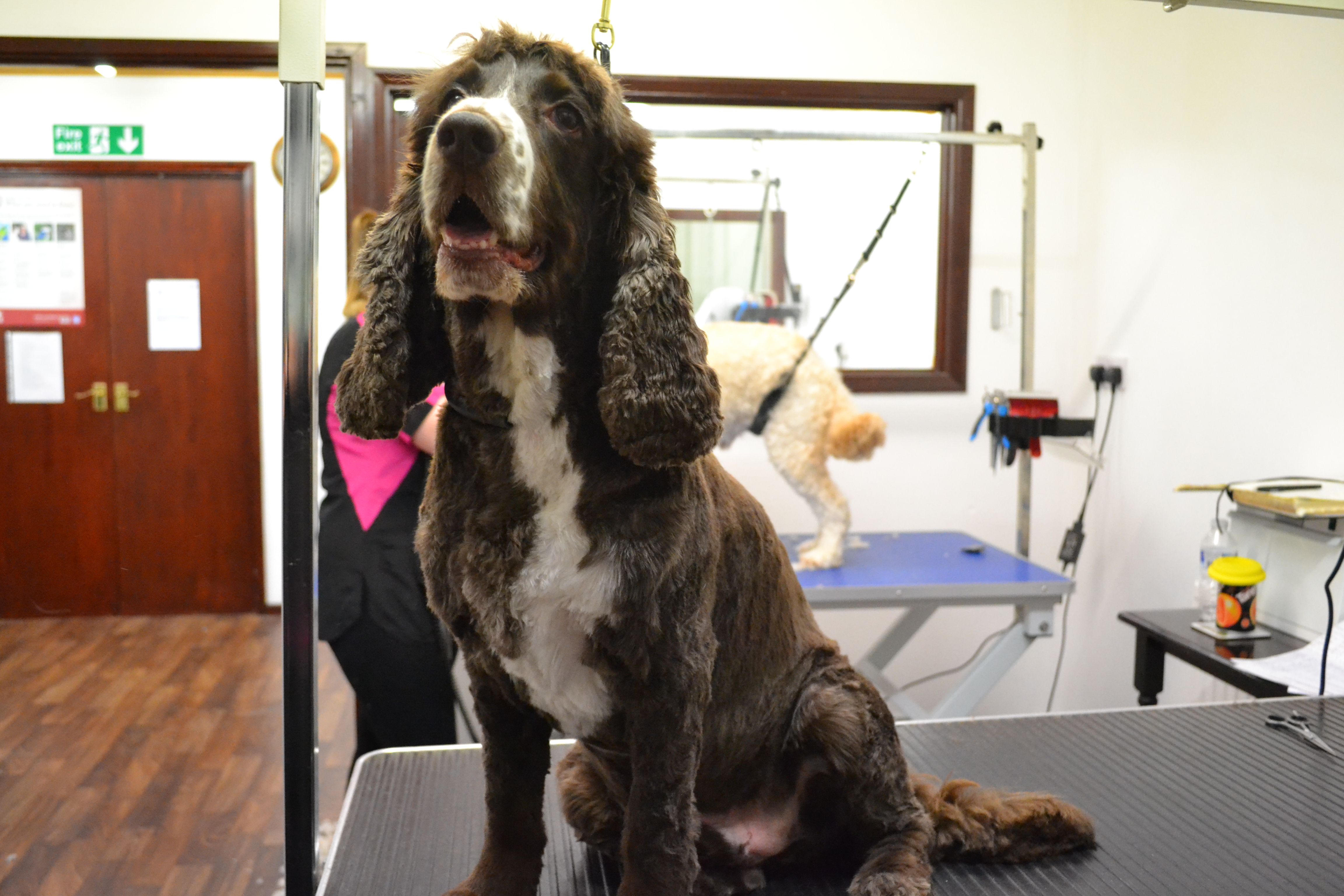 Springer Spaniel