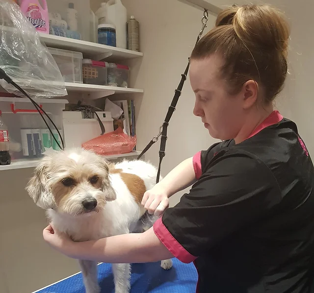 Pet Grooming Services Precious Paws Pet Grooming