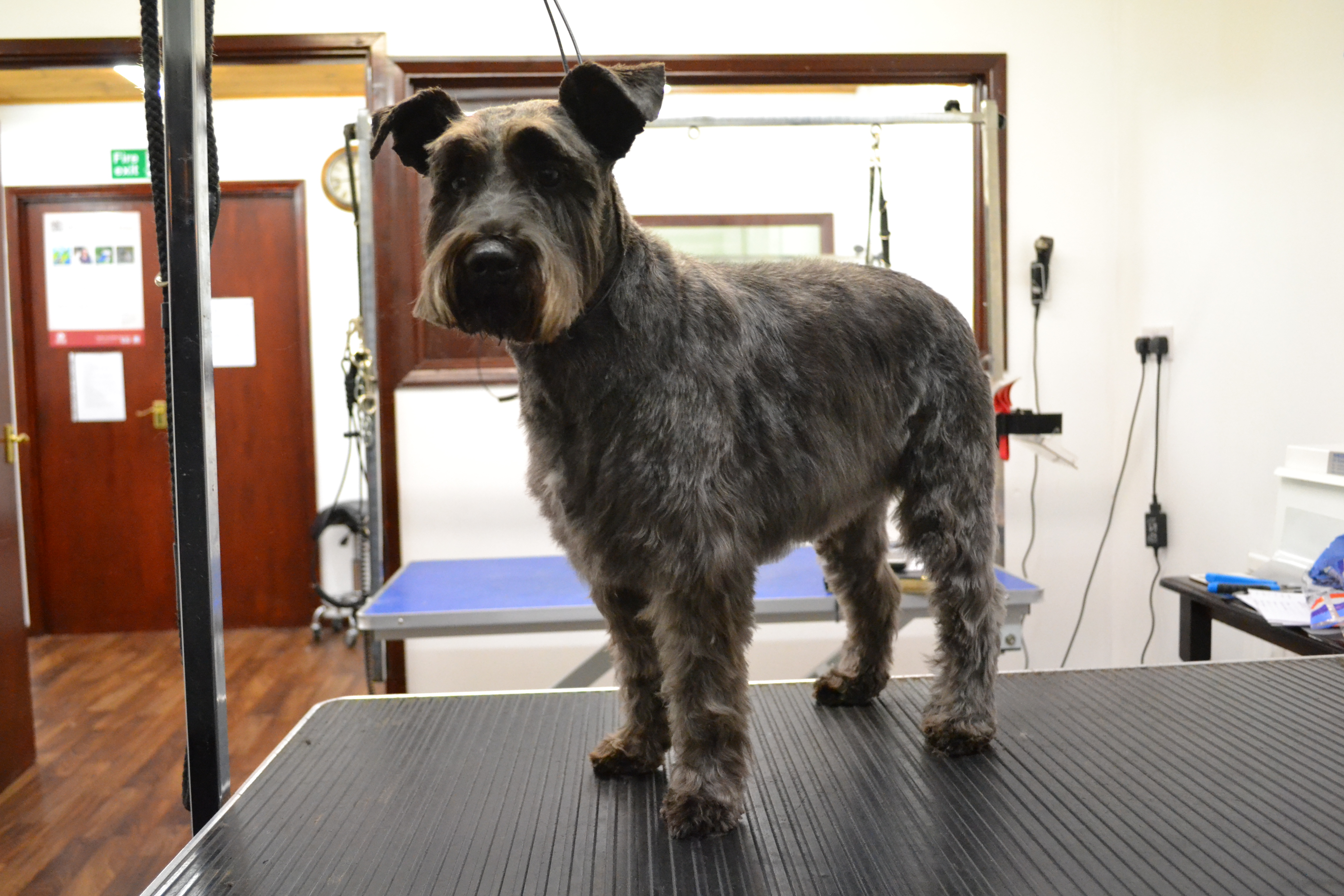 Schnauzer