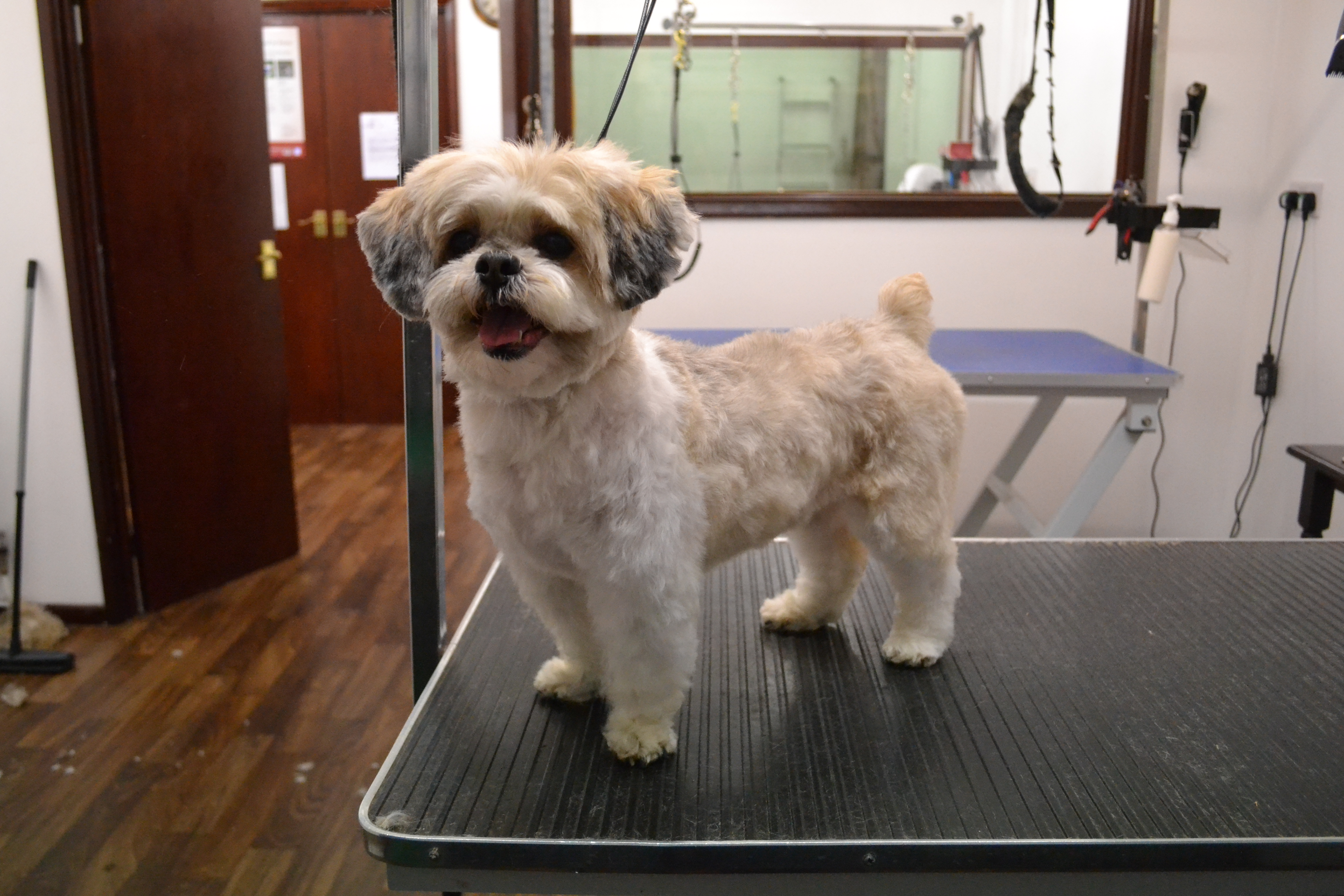 Shih Tzu