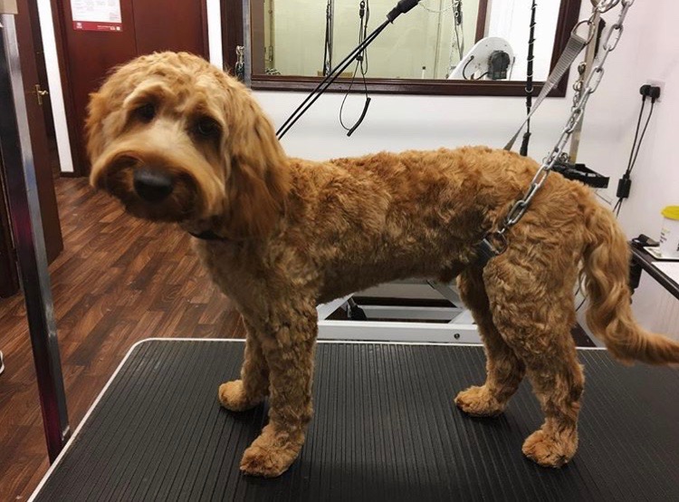 Cockapoo