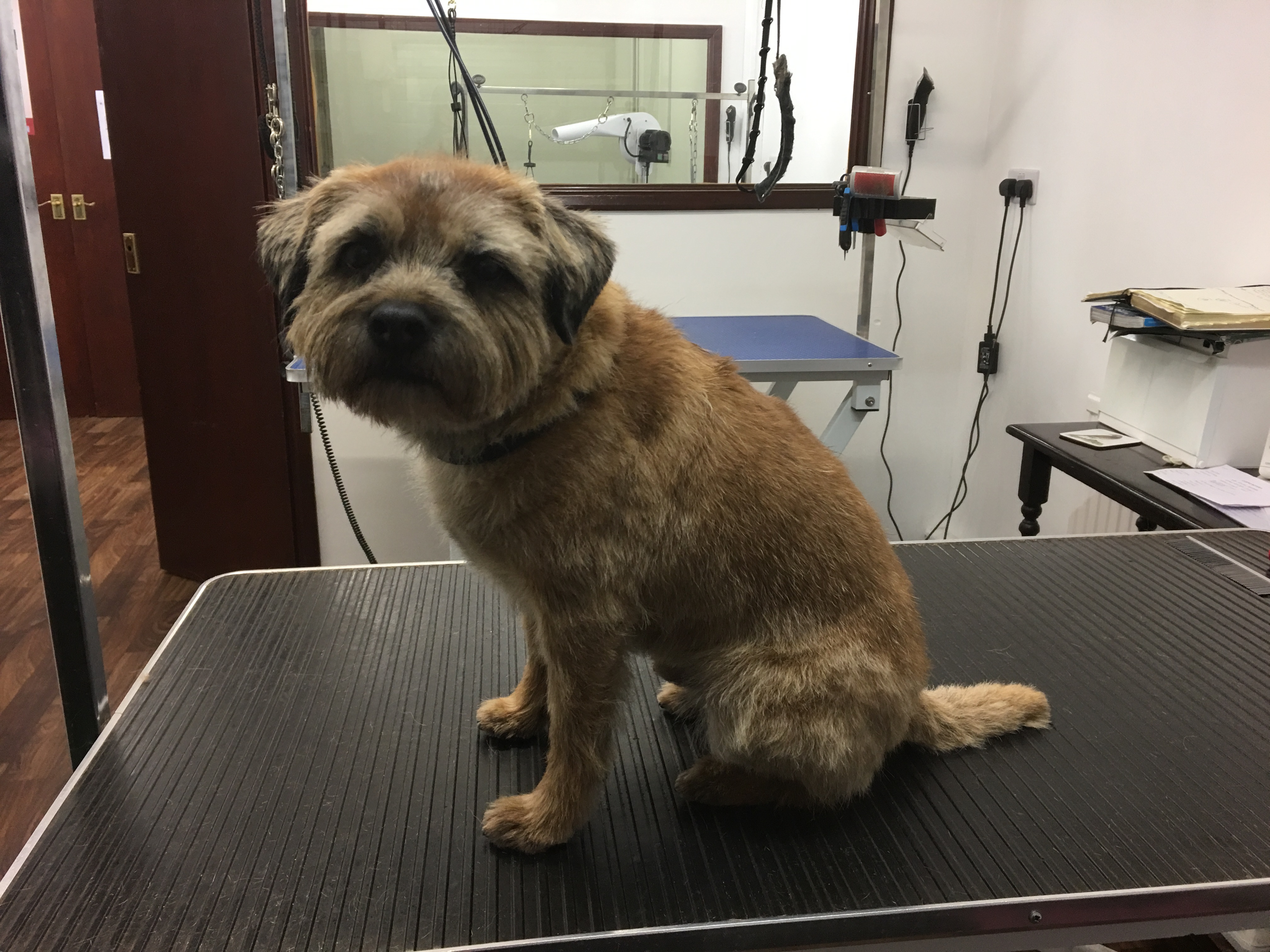 Border Terrier (Hand strip)