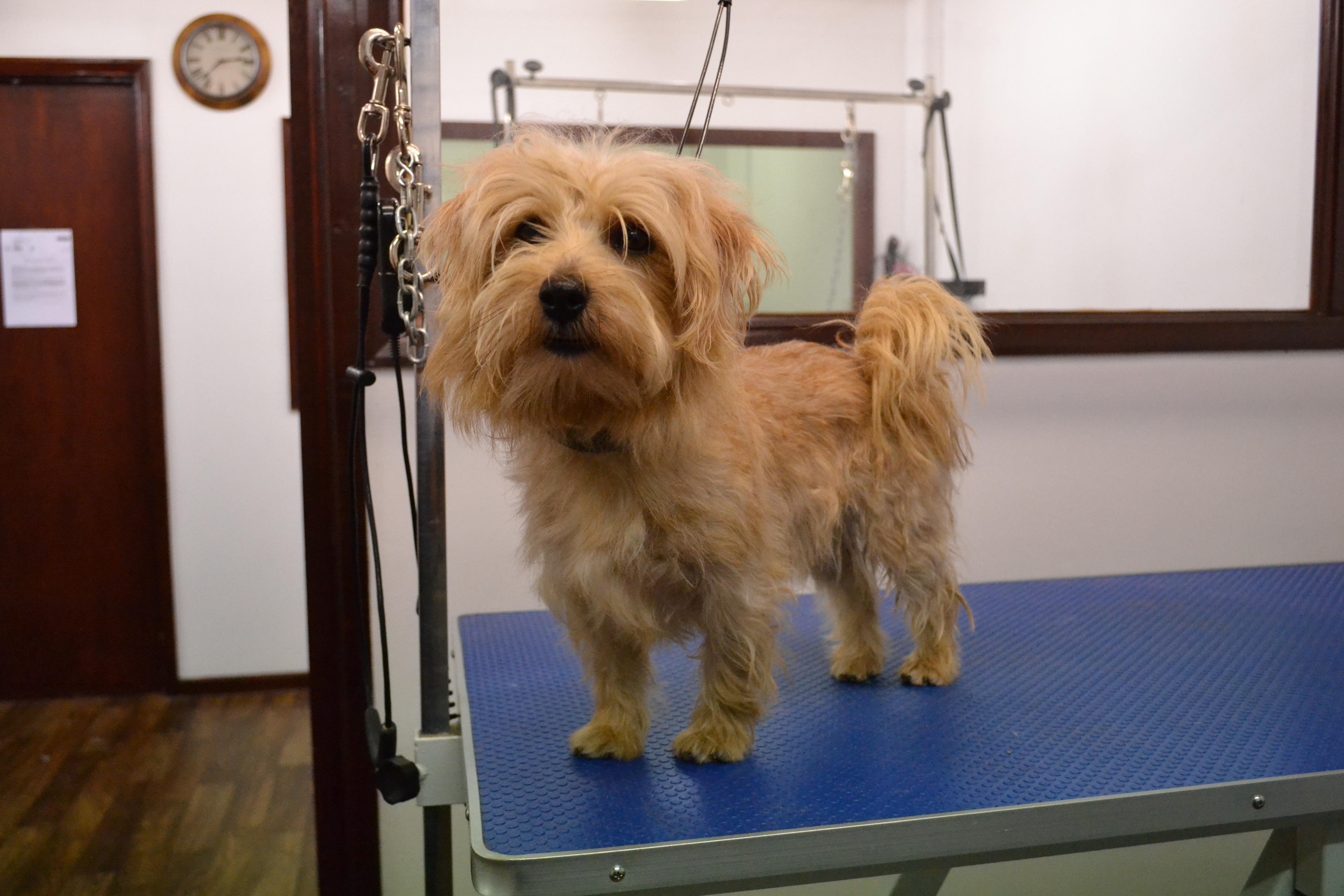 Norfolk Terrier
