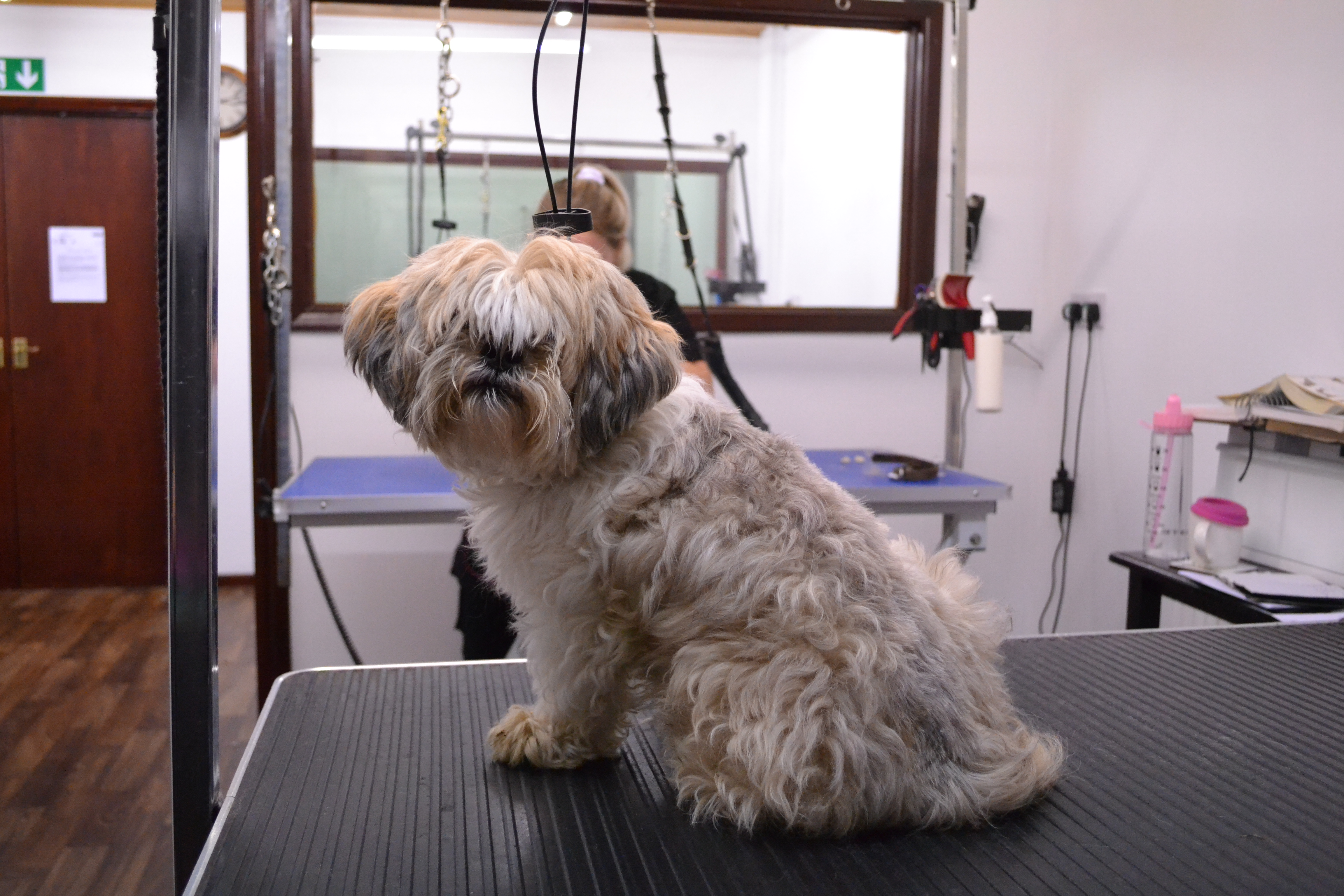Shih Tzu
