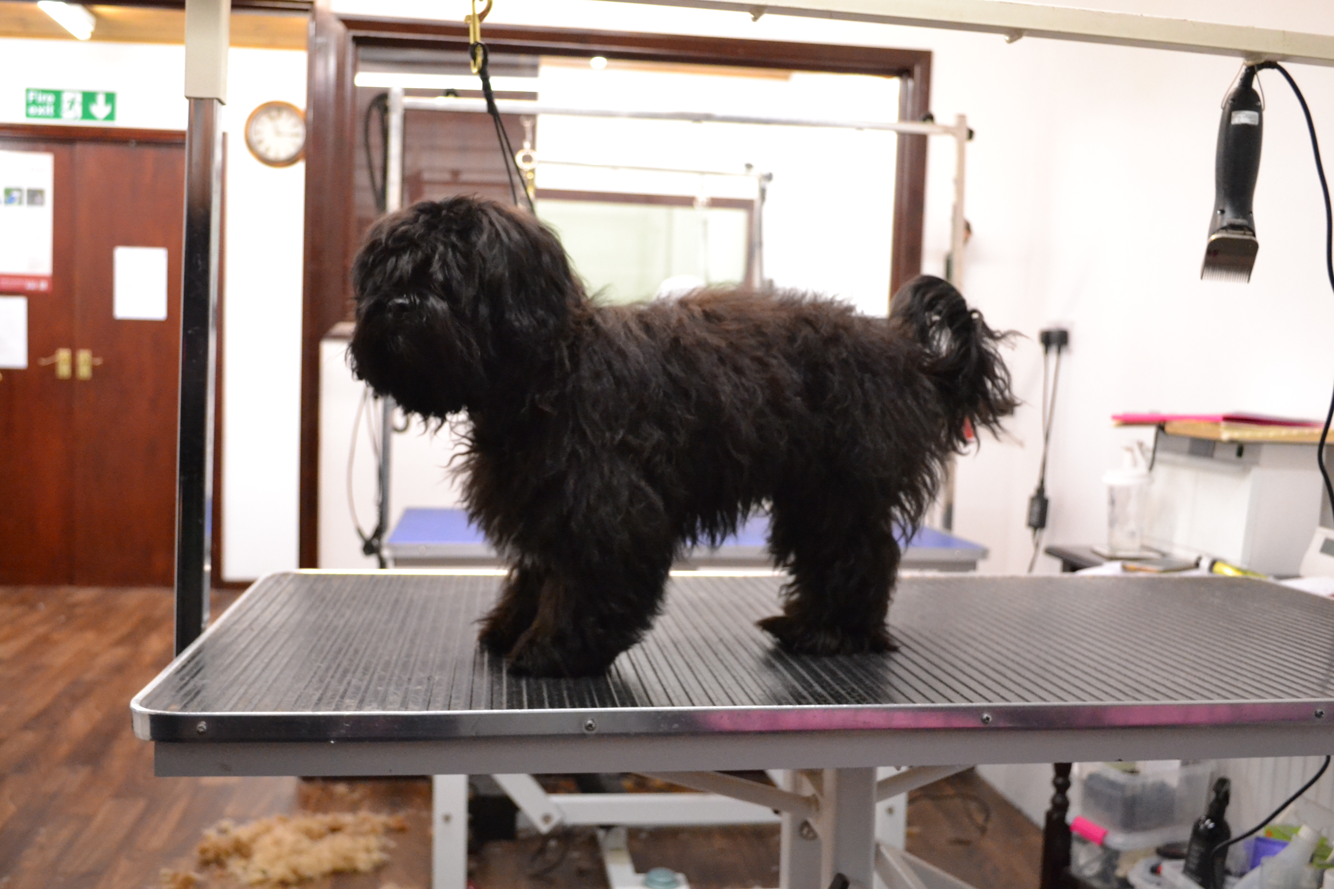 Lhasa Poo