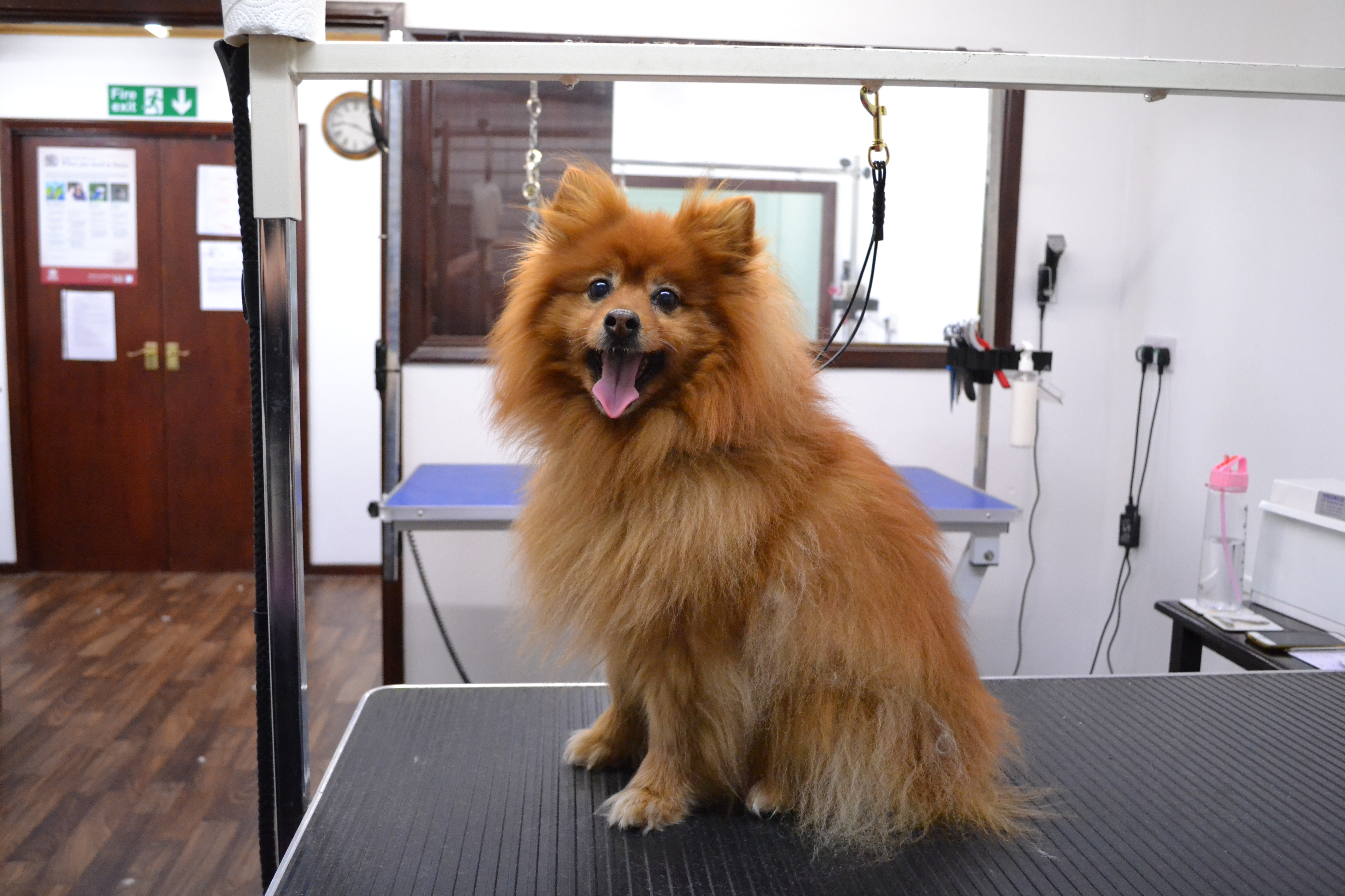 Pomeranian