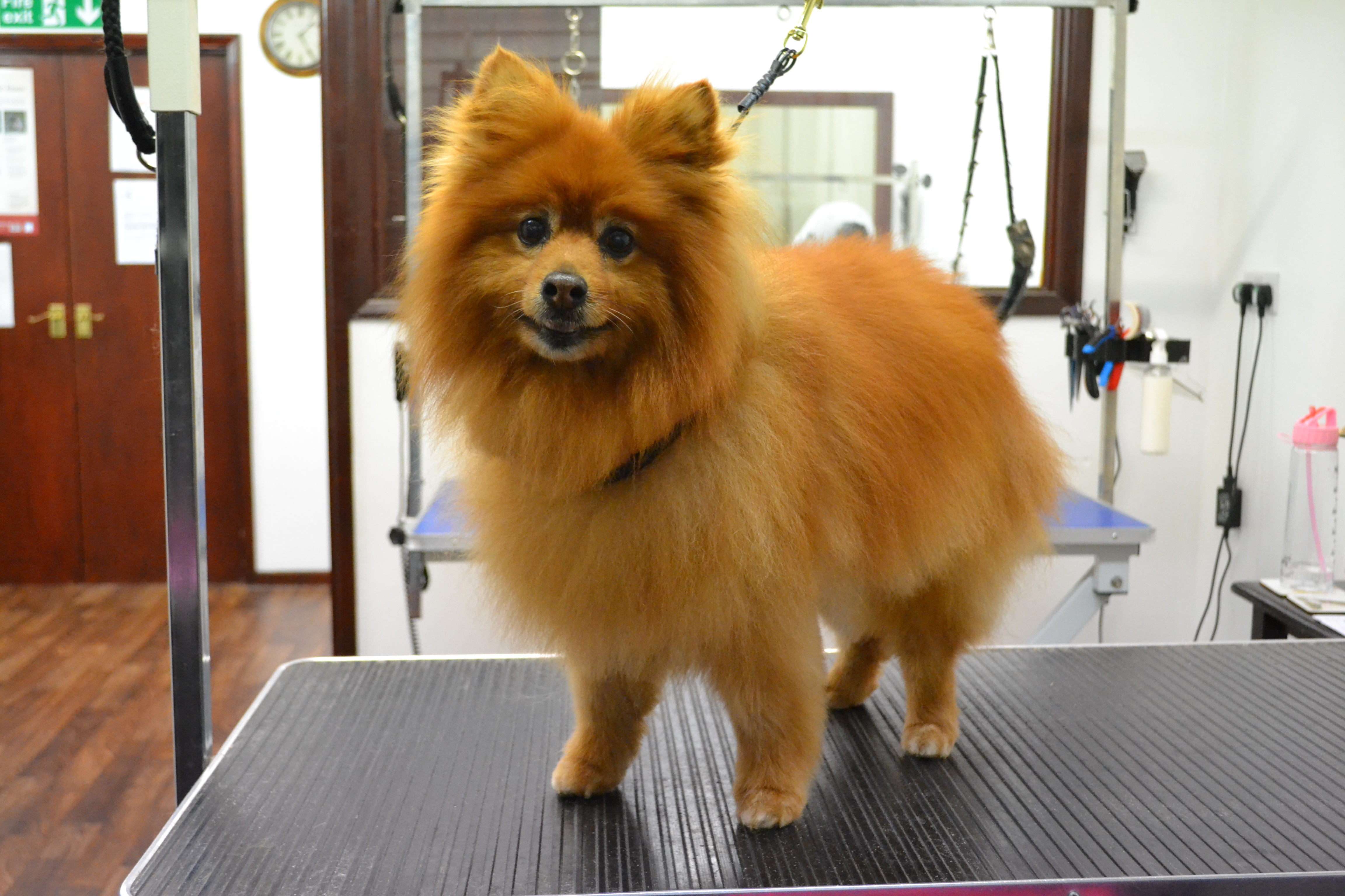 Pomeranian