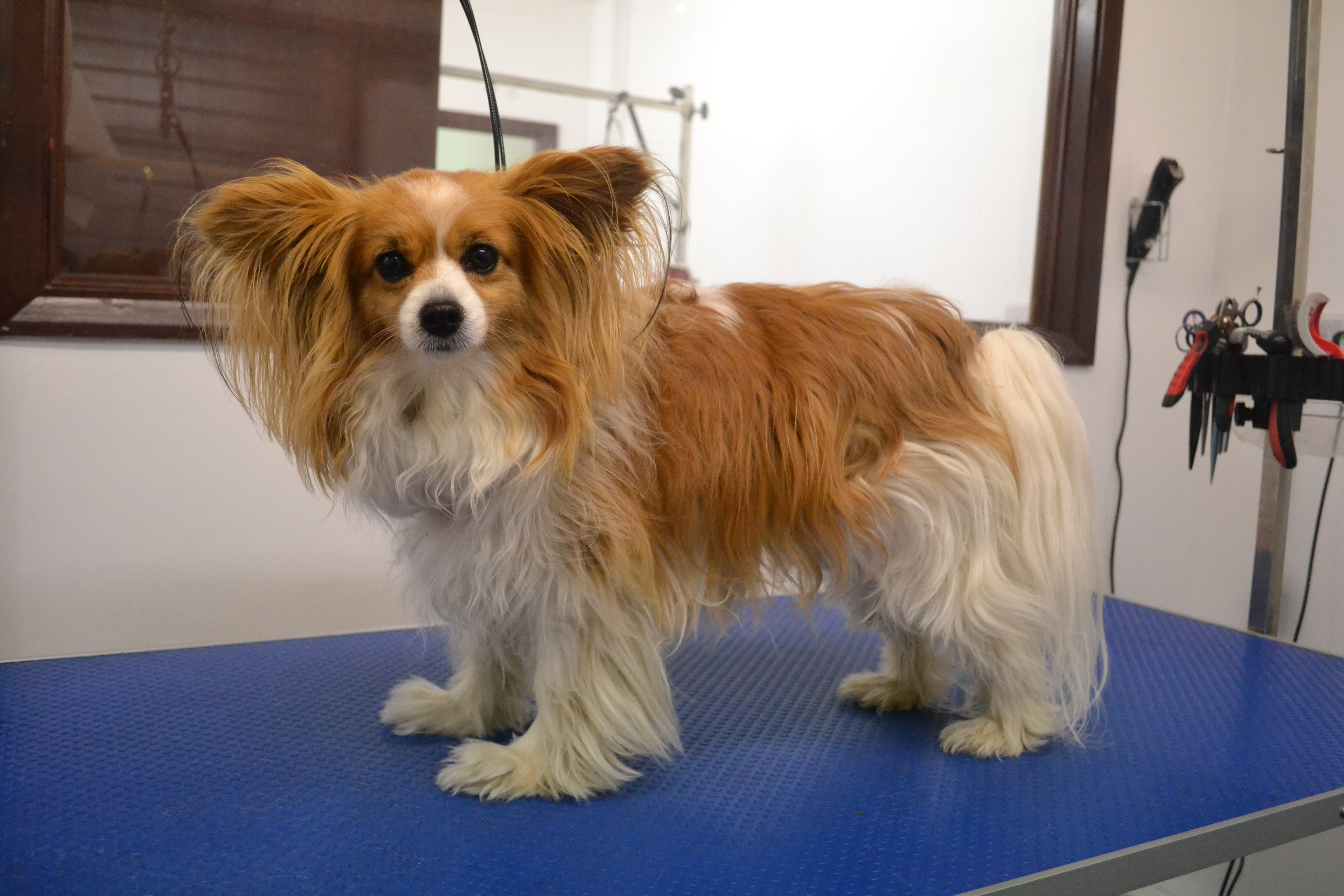 Papillon