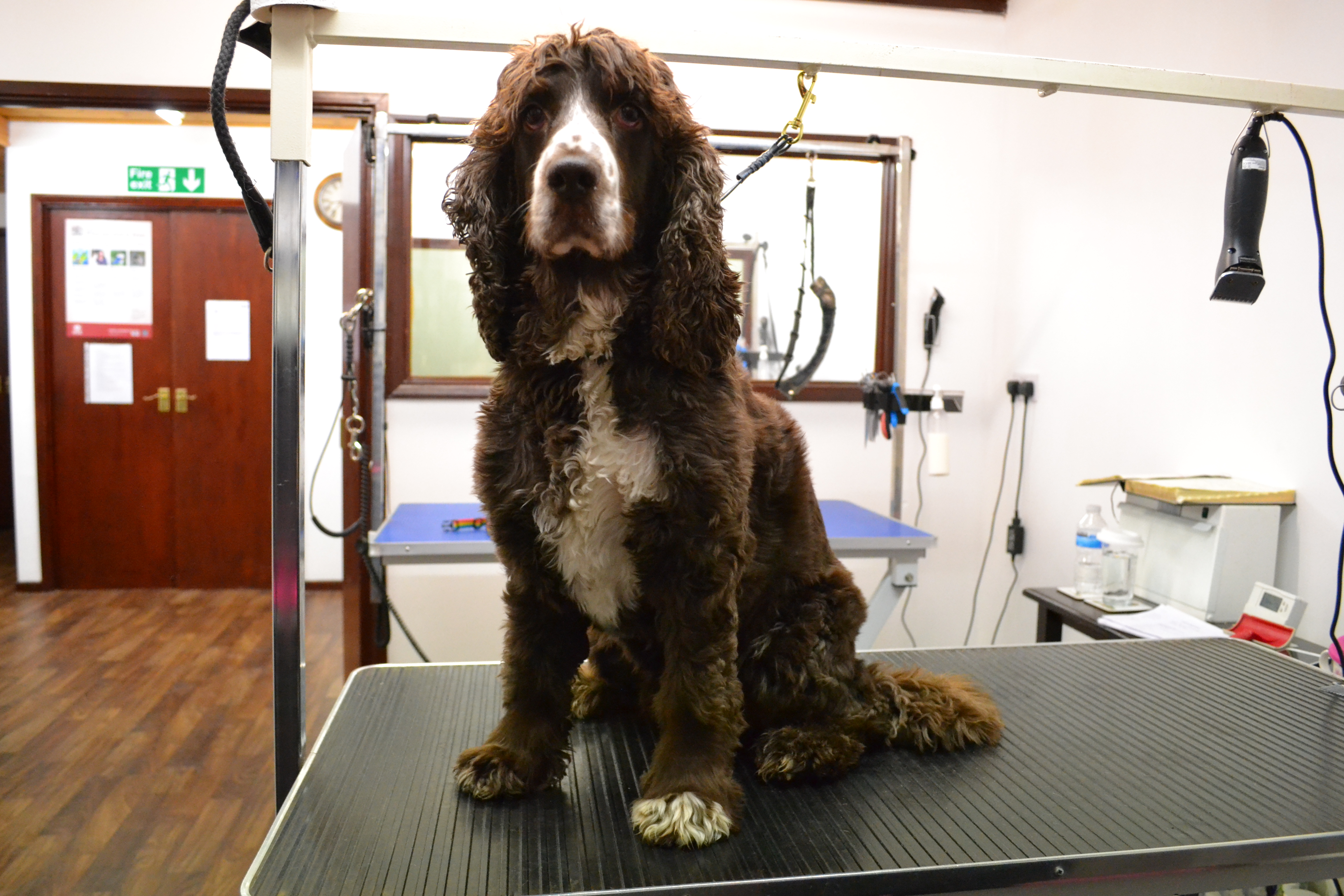 Springer Spaniel