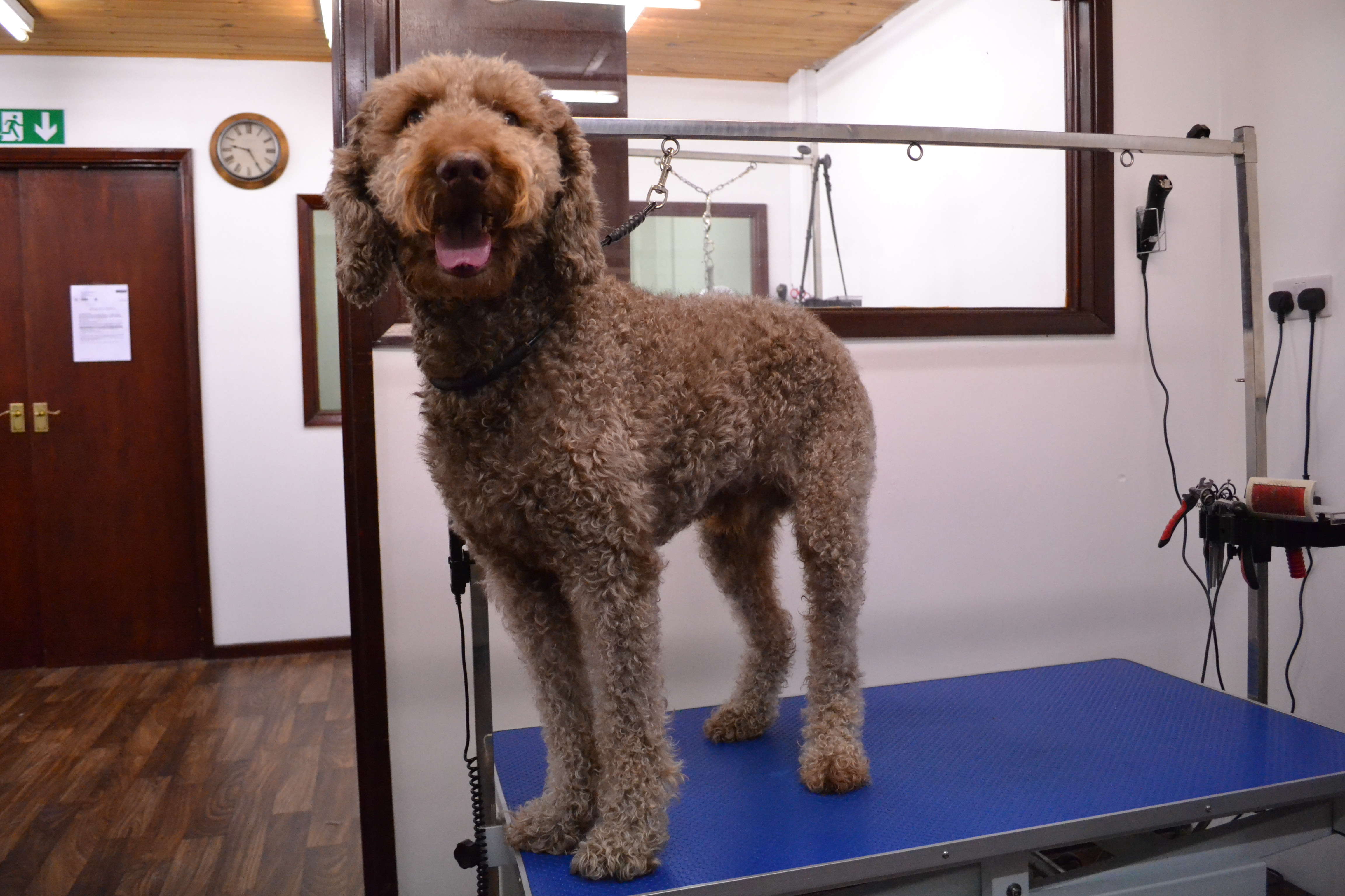 Labradoodle before