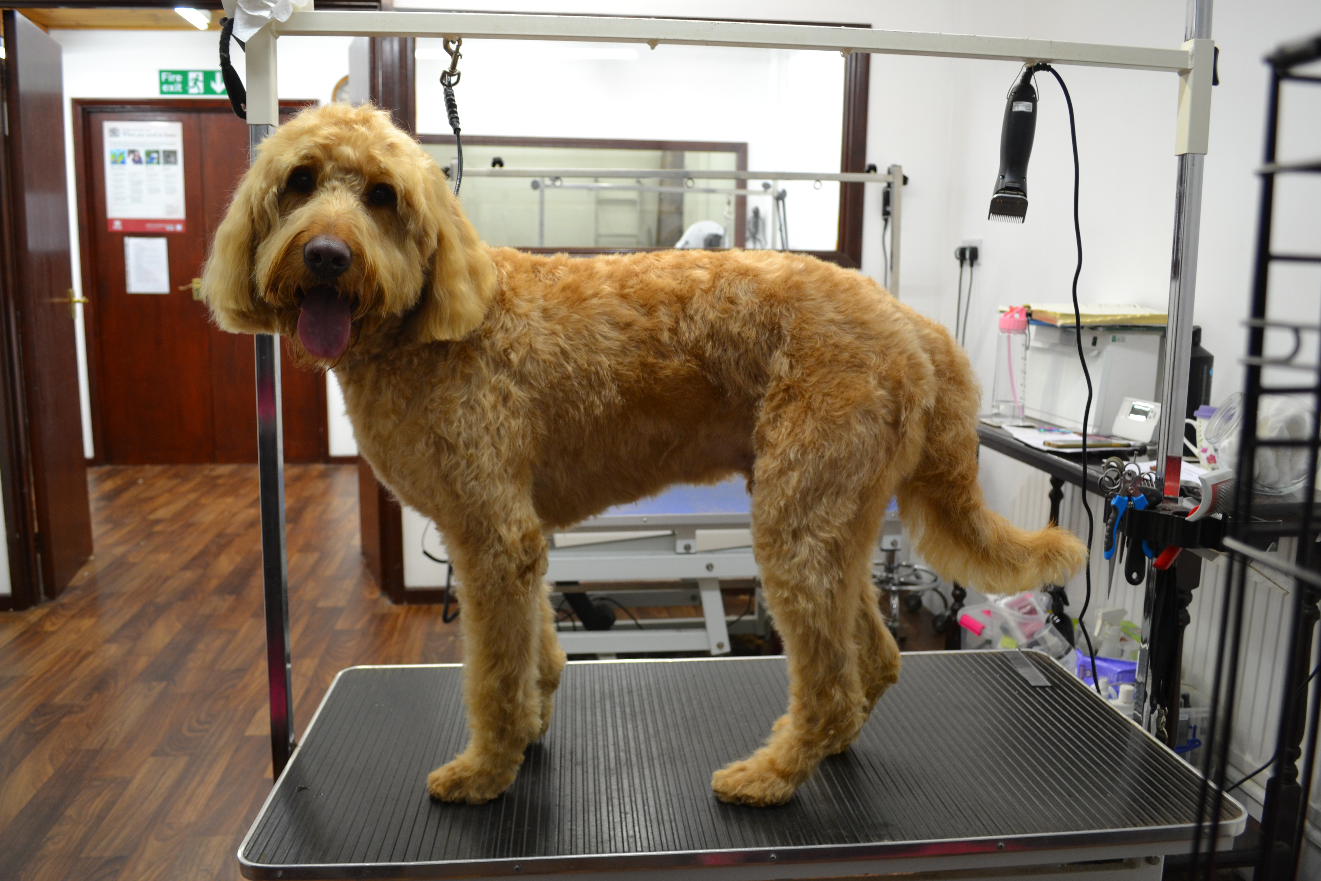 Labradoodle