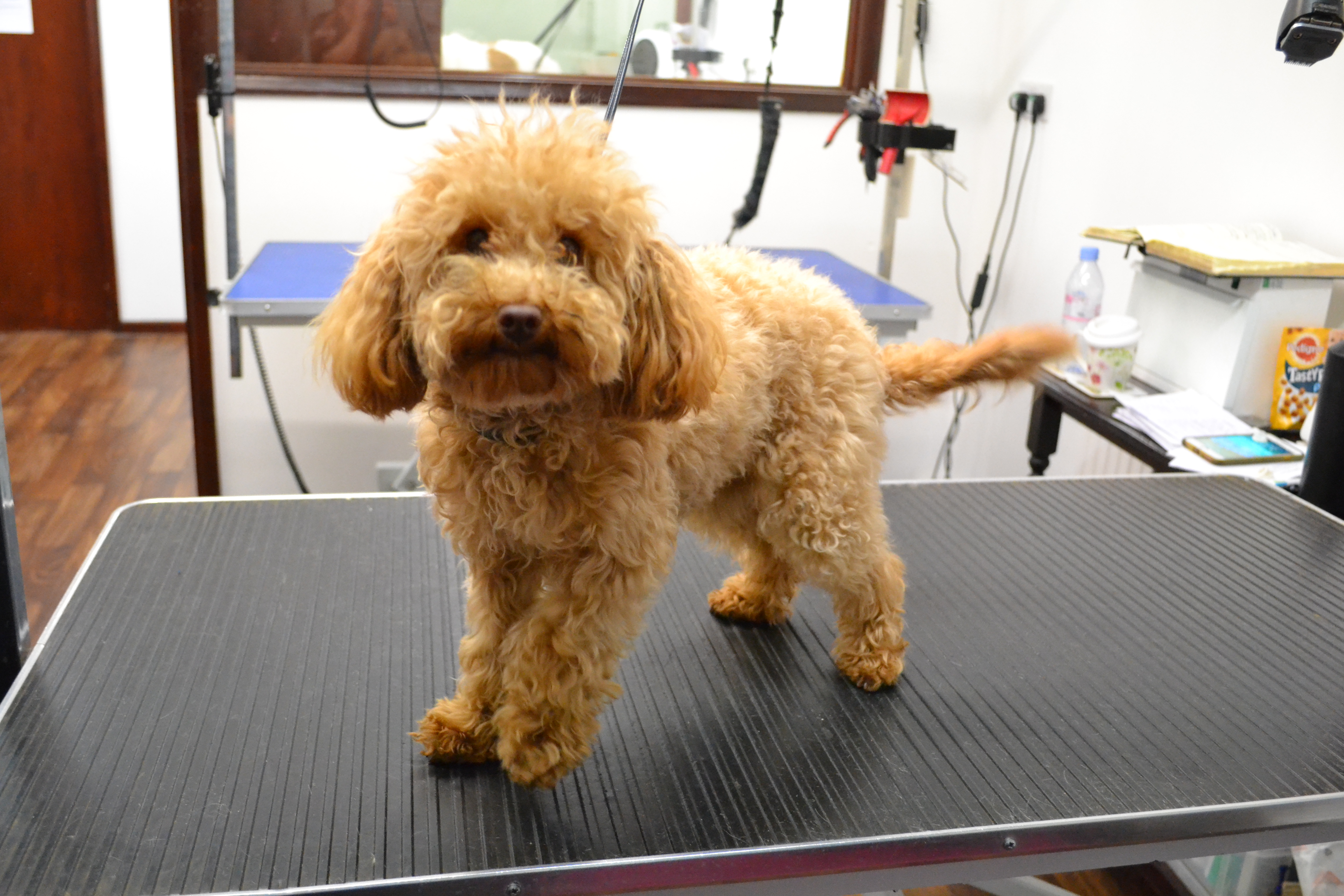 Poodle (Toy Poodle)