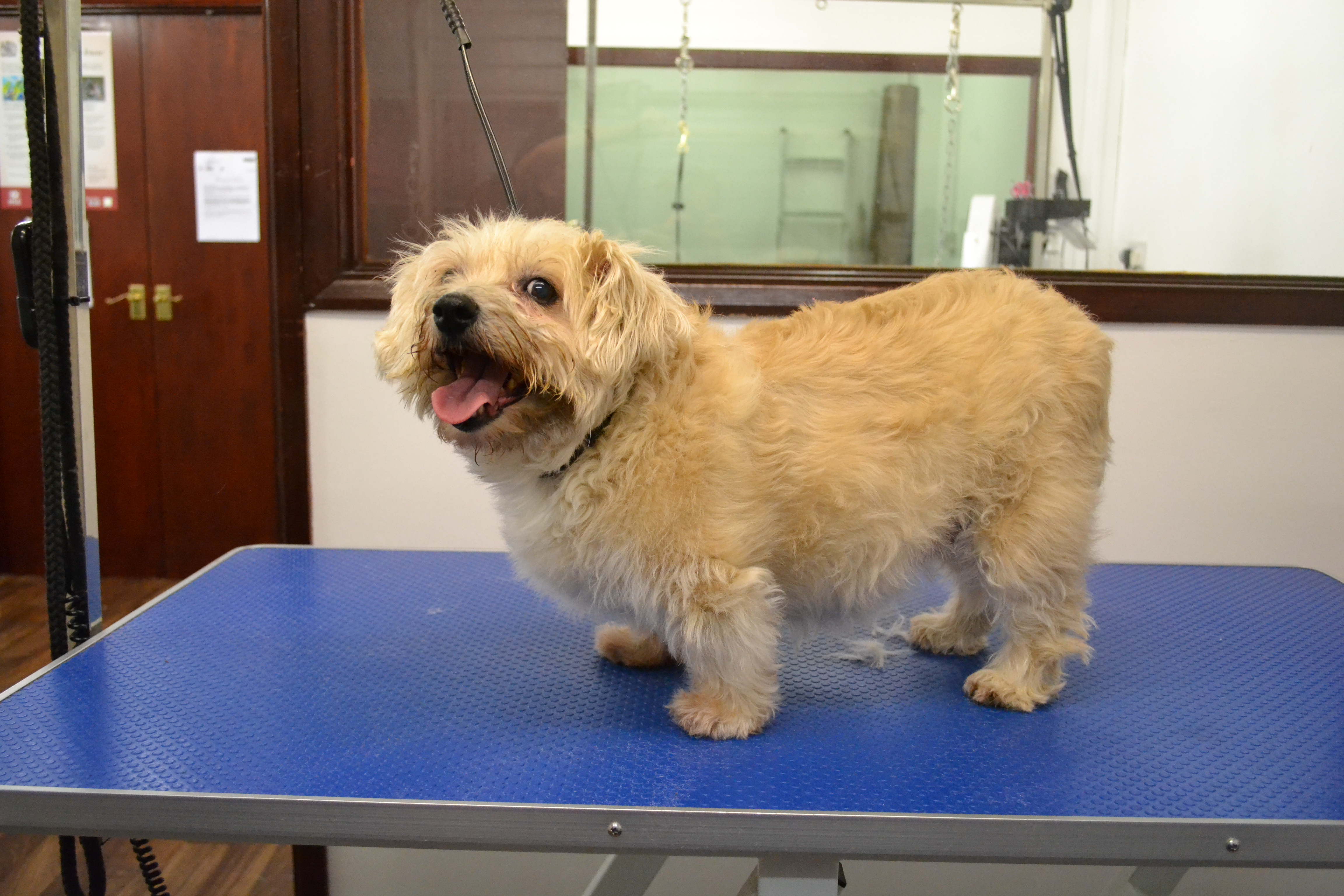 Terrier