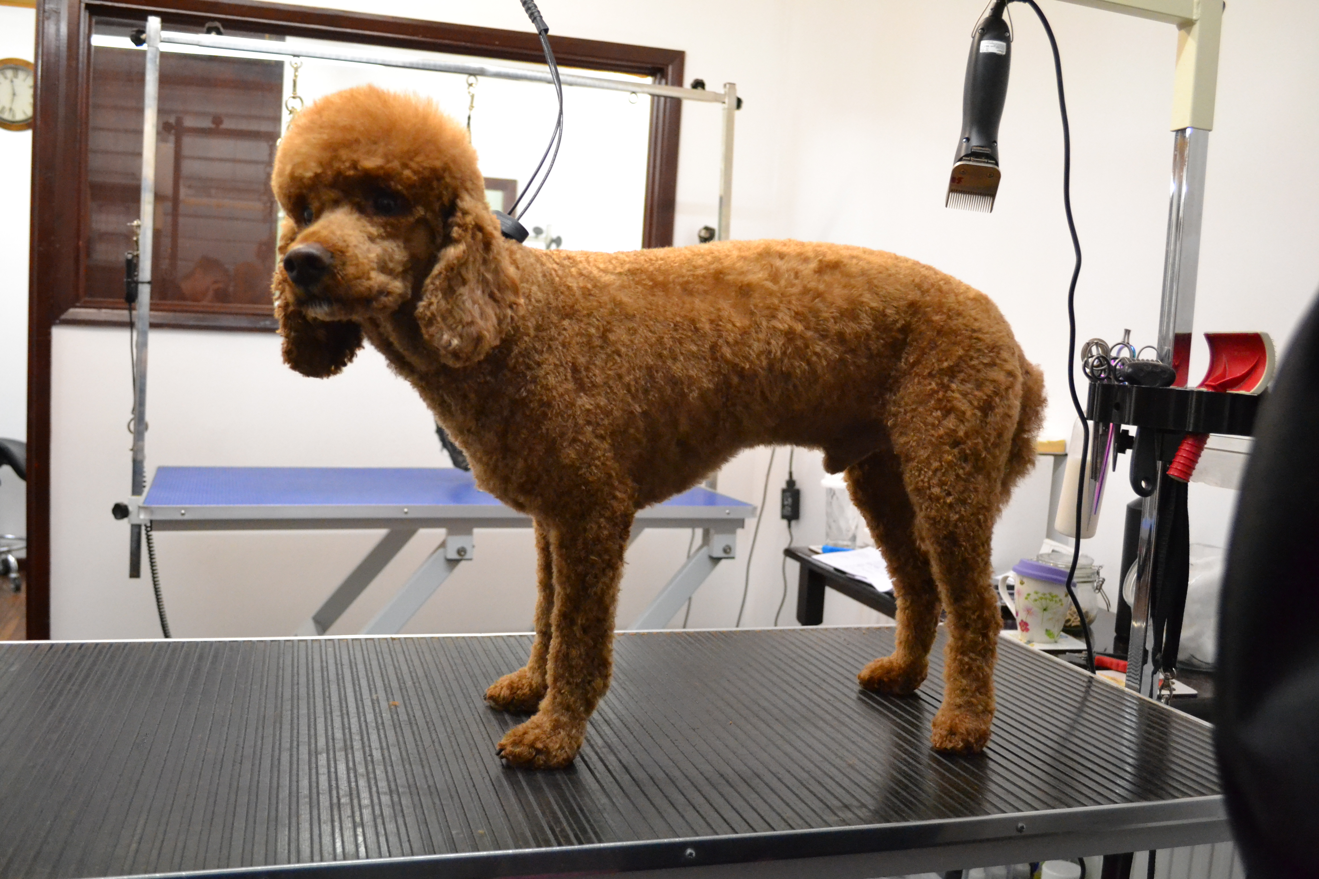 Poodle