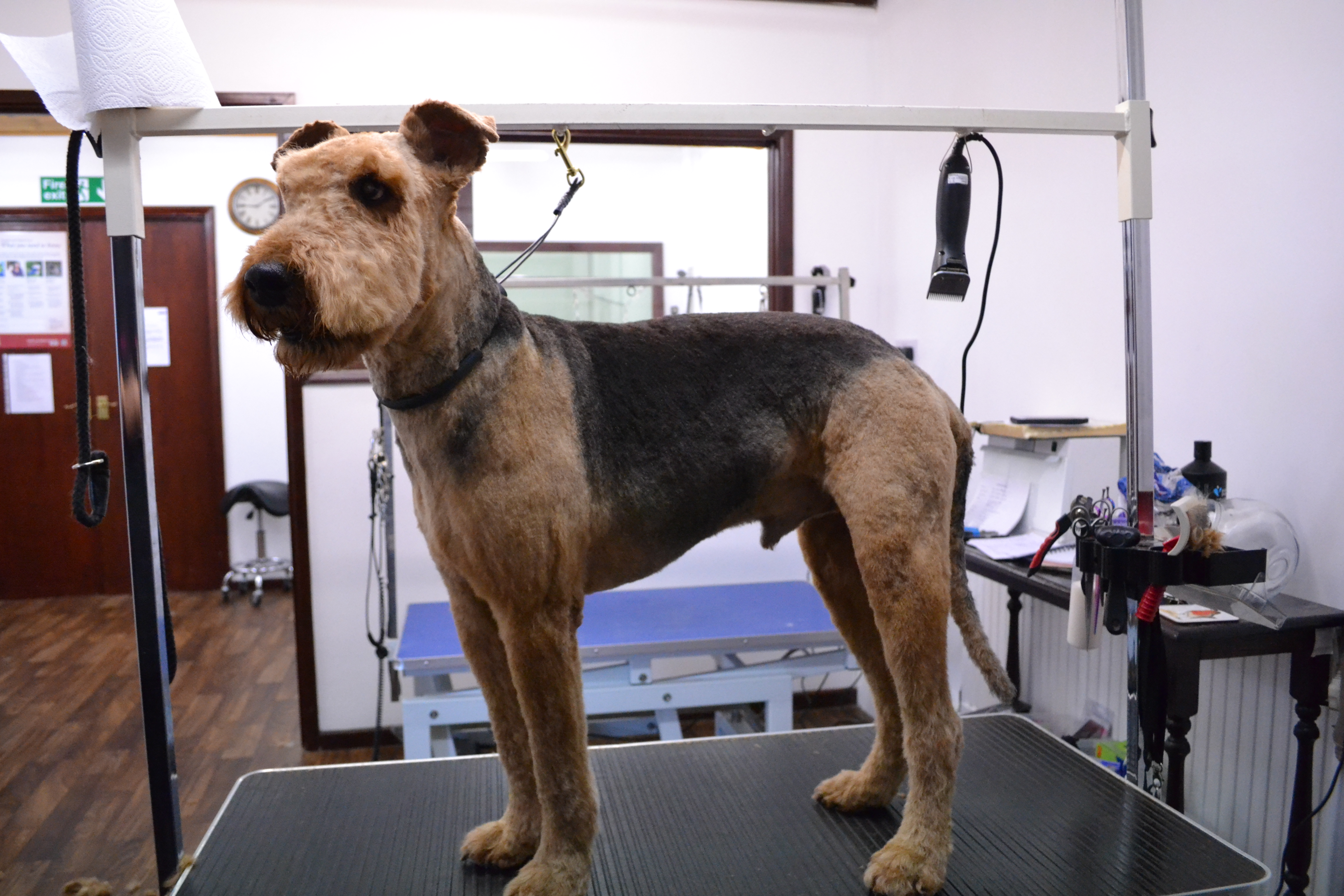 Airedale