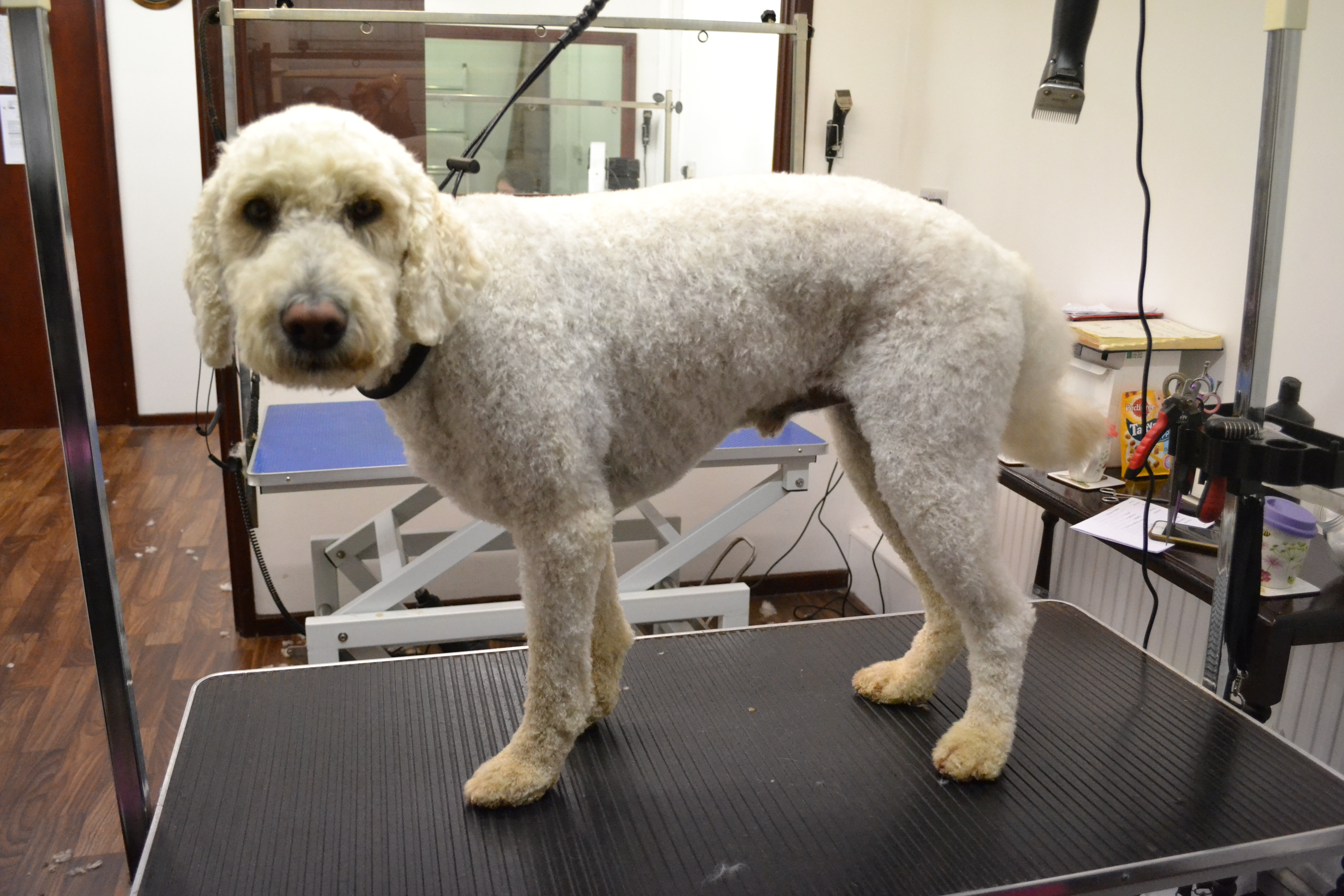 Golden doodle