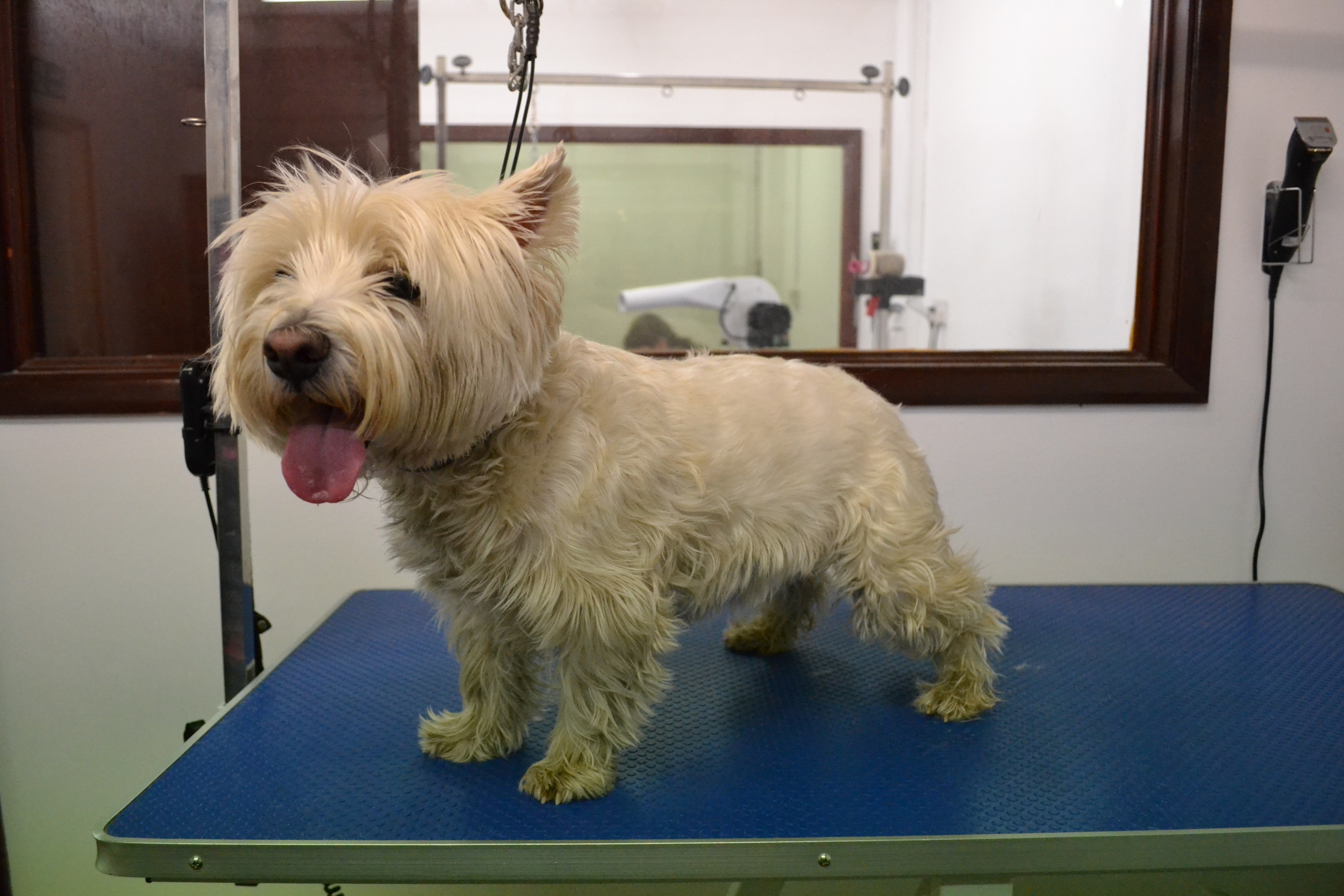 West Highland White Terrier