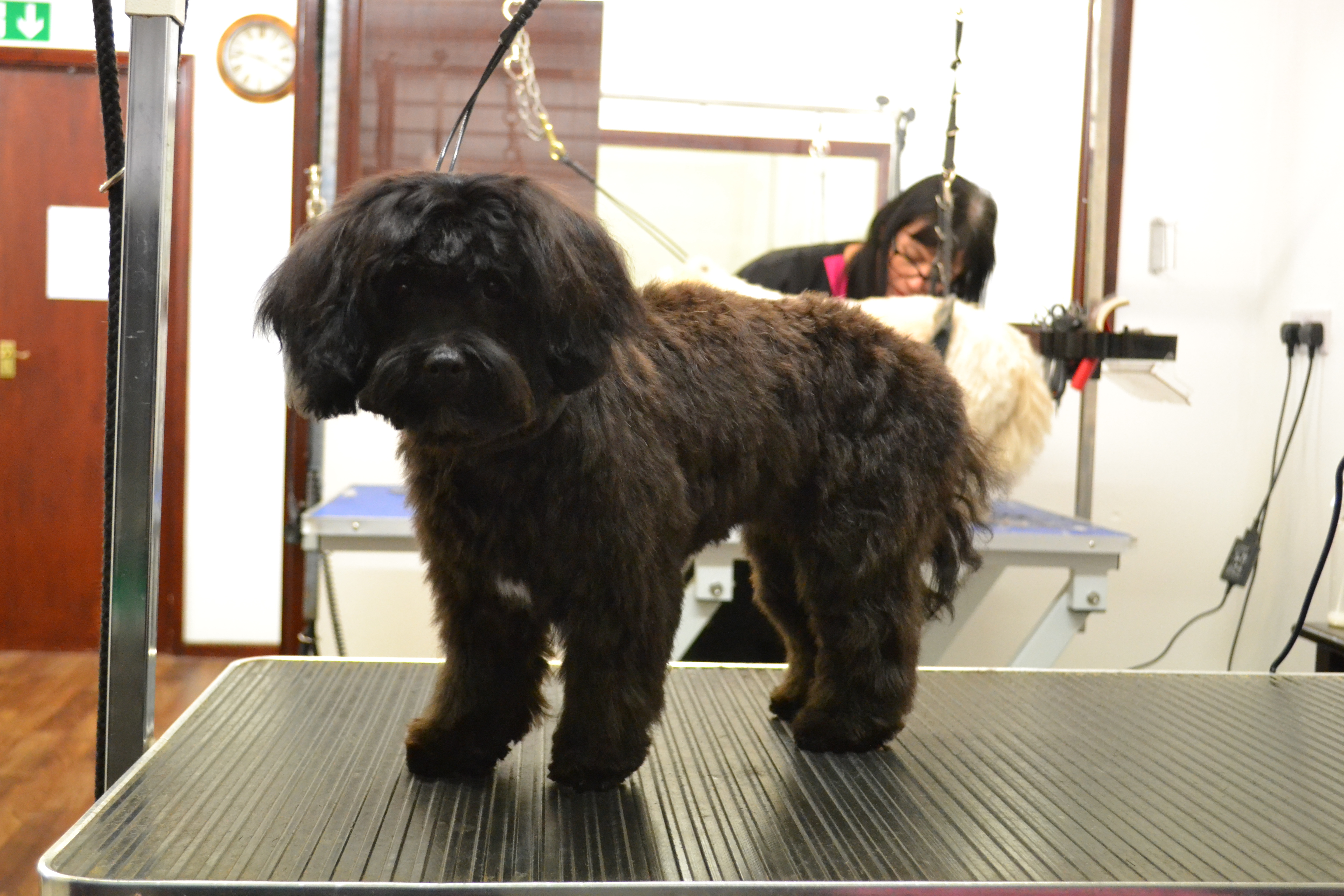 Lhasa Poo