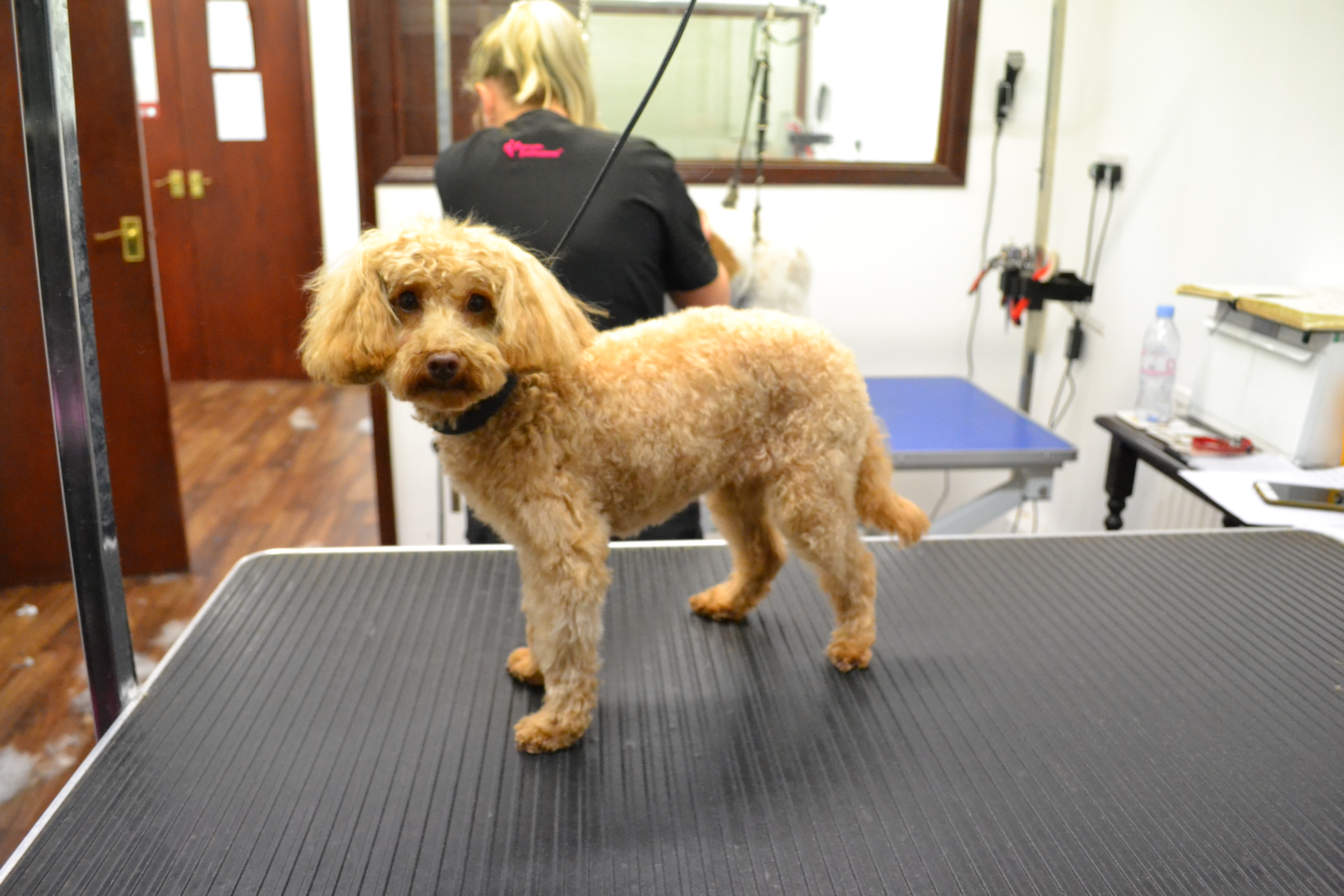 Poodle (Toy Poodle)