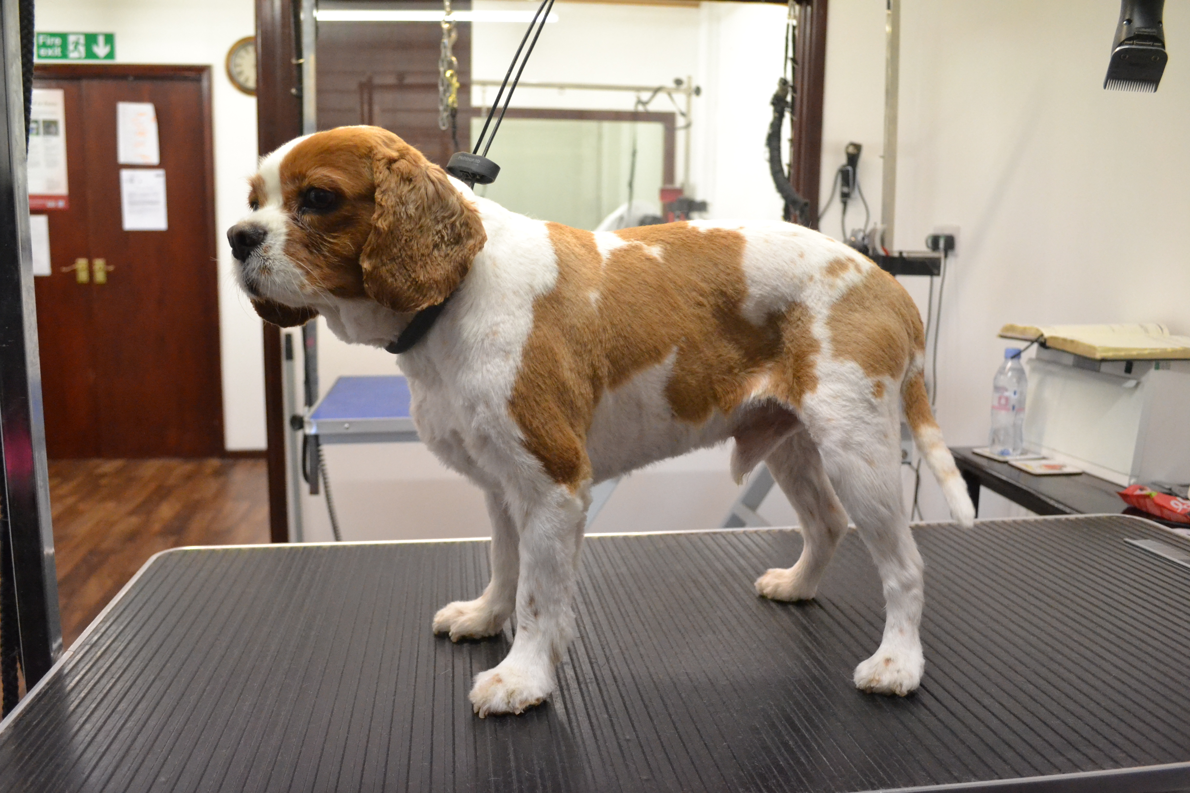 King Charles Spaniel