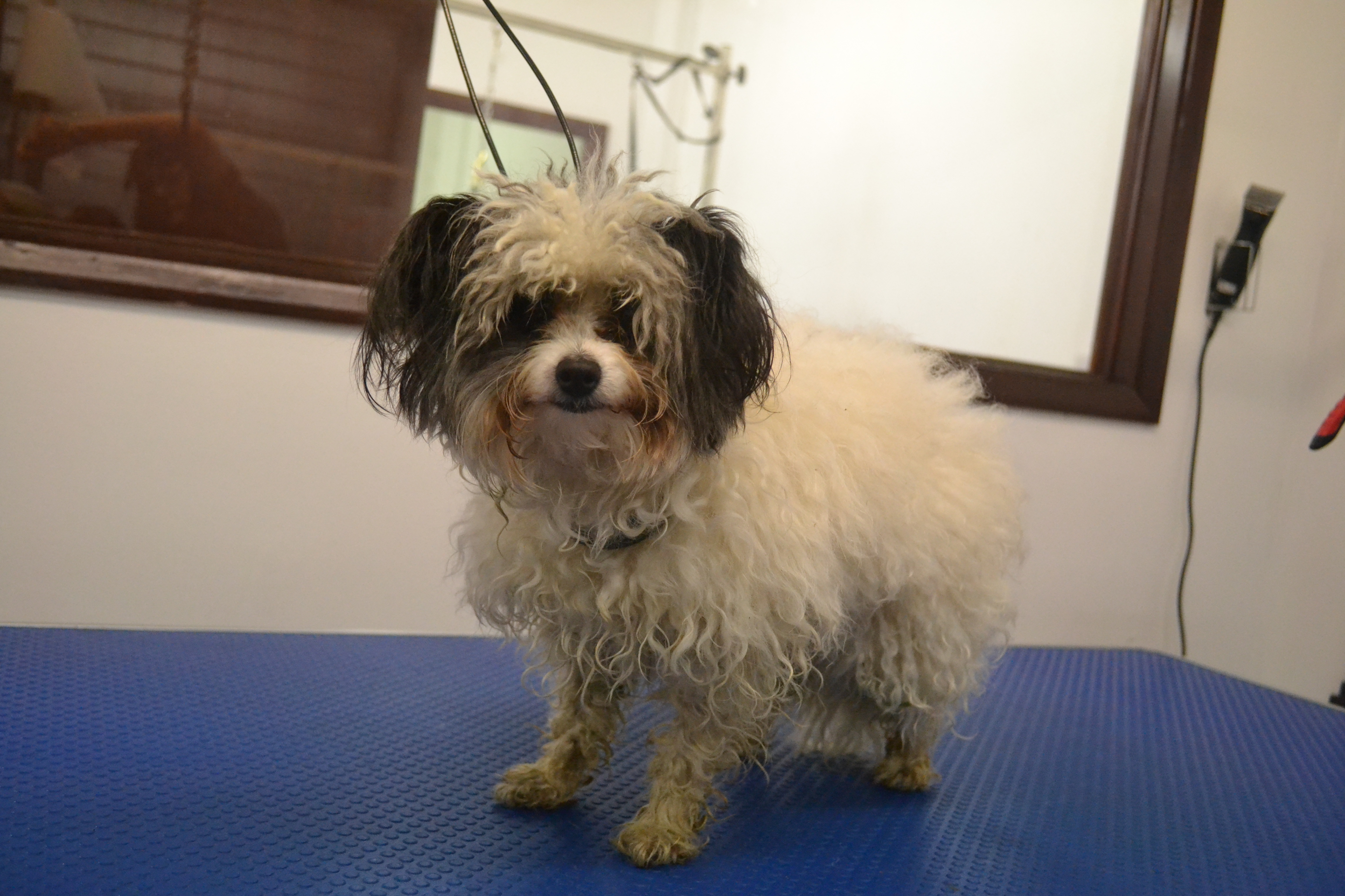 Papillon cross Toy Poodle