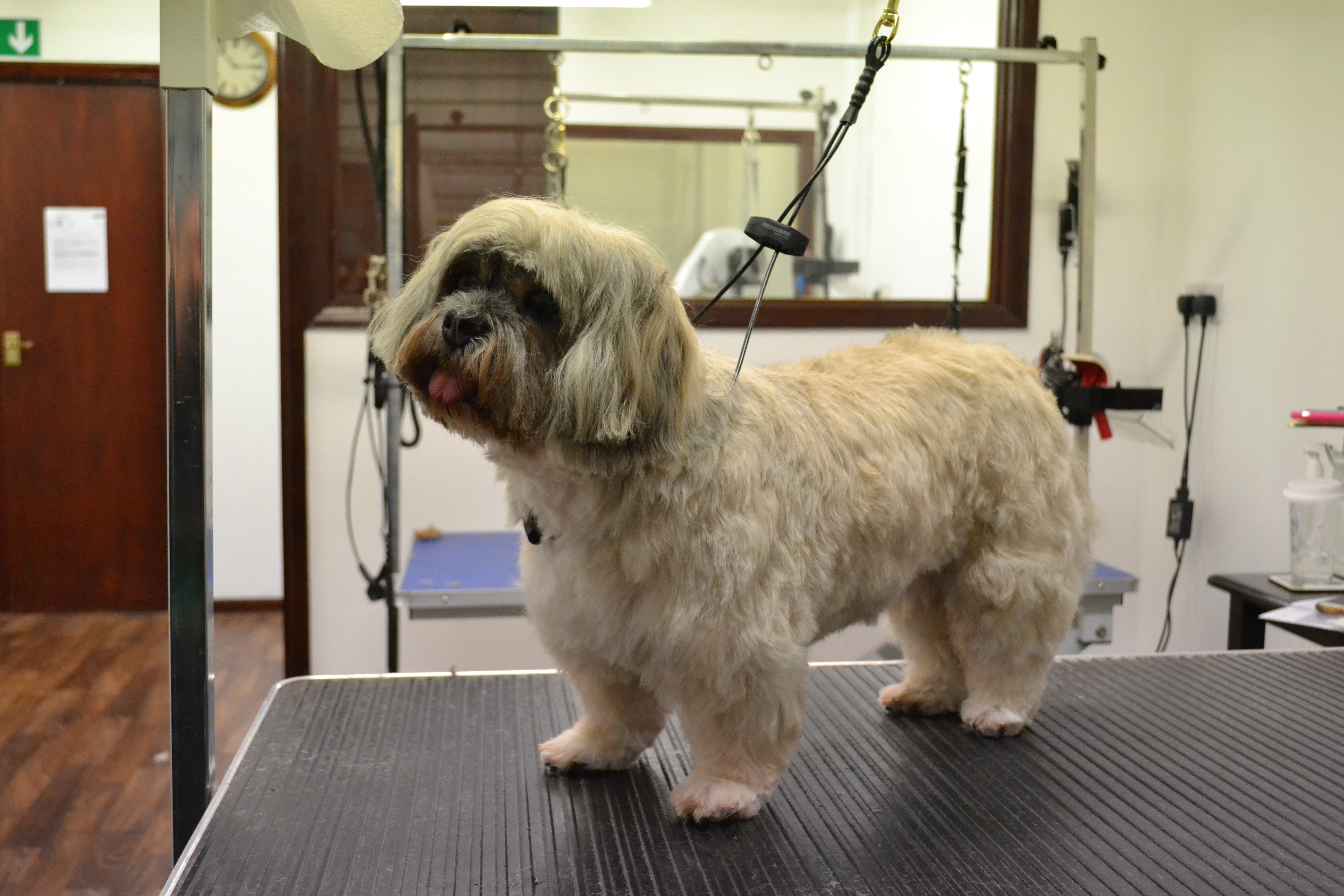 Lhasa Apso