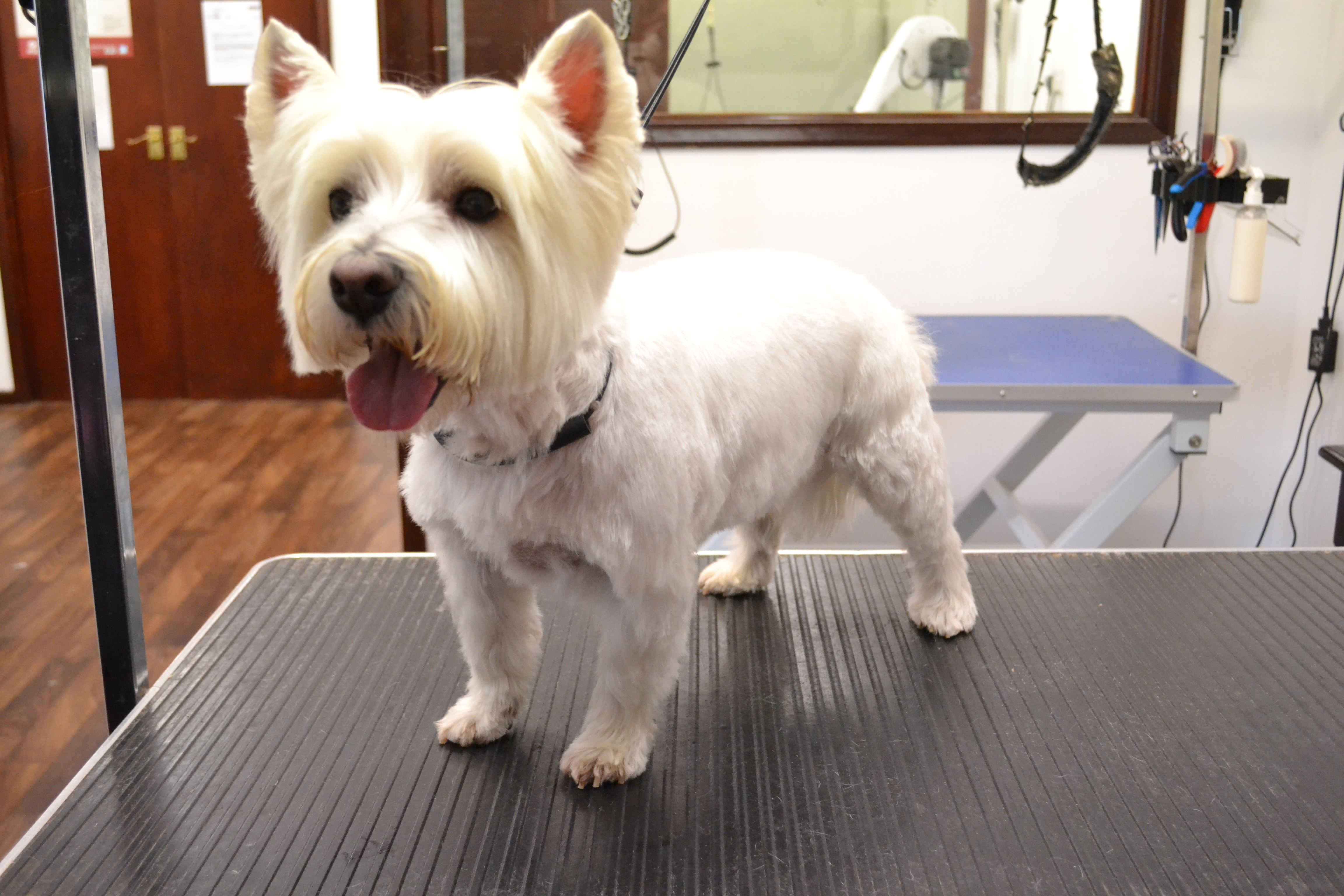 West Highland White Terrier
