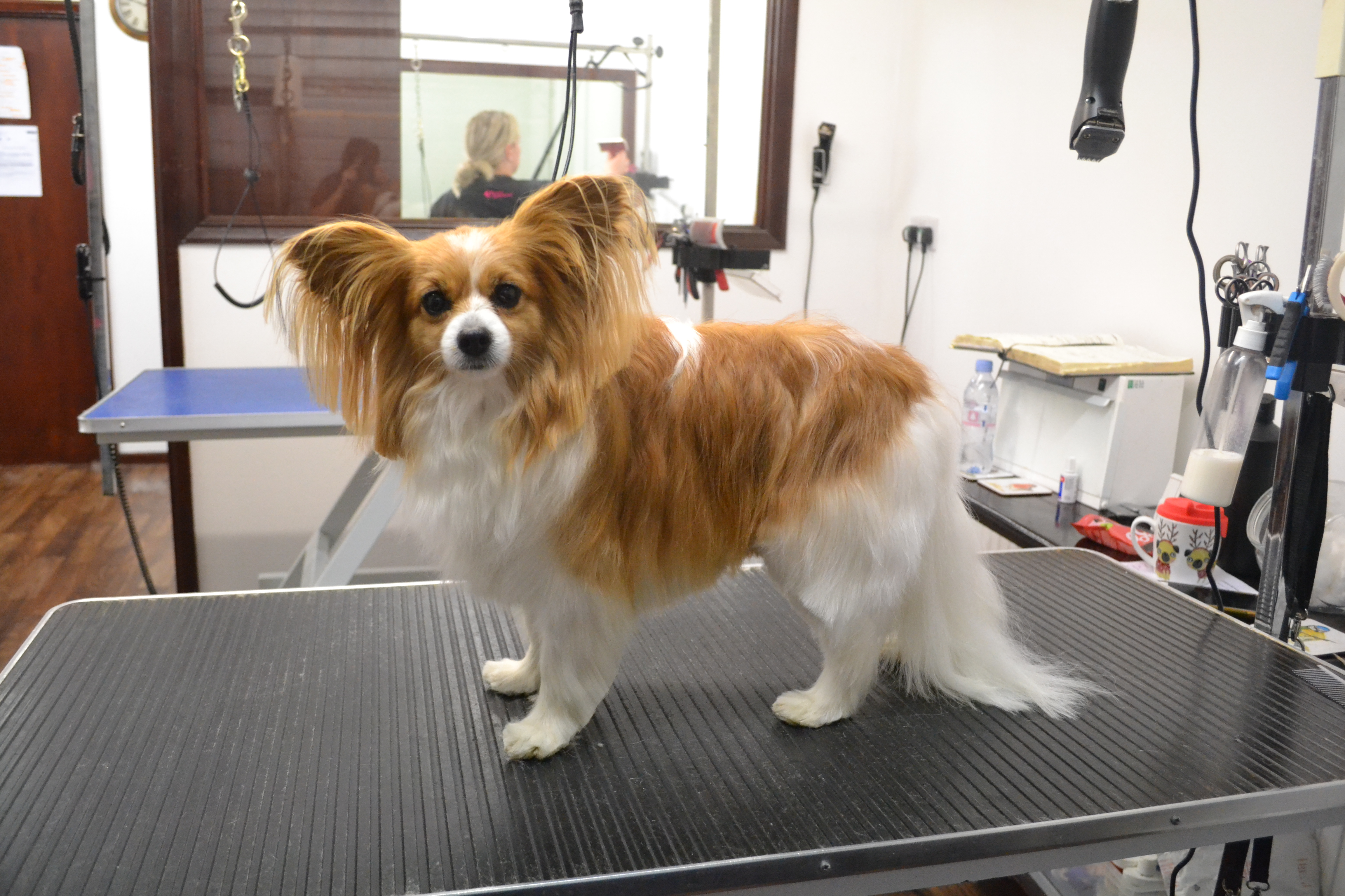 Papillon