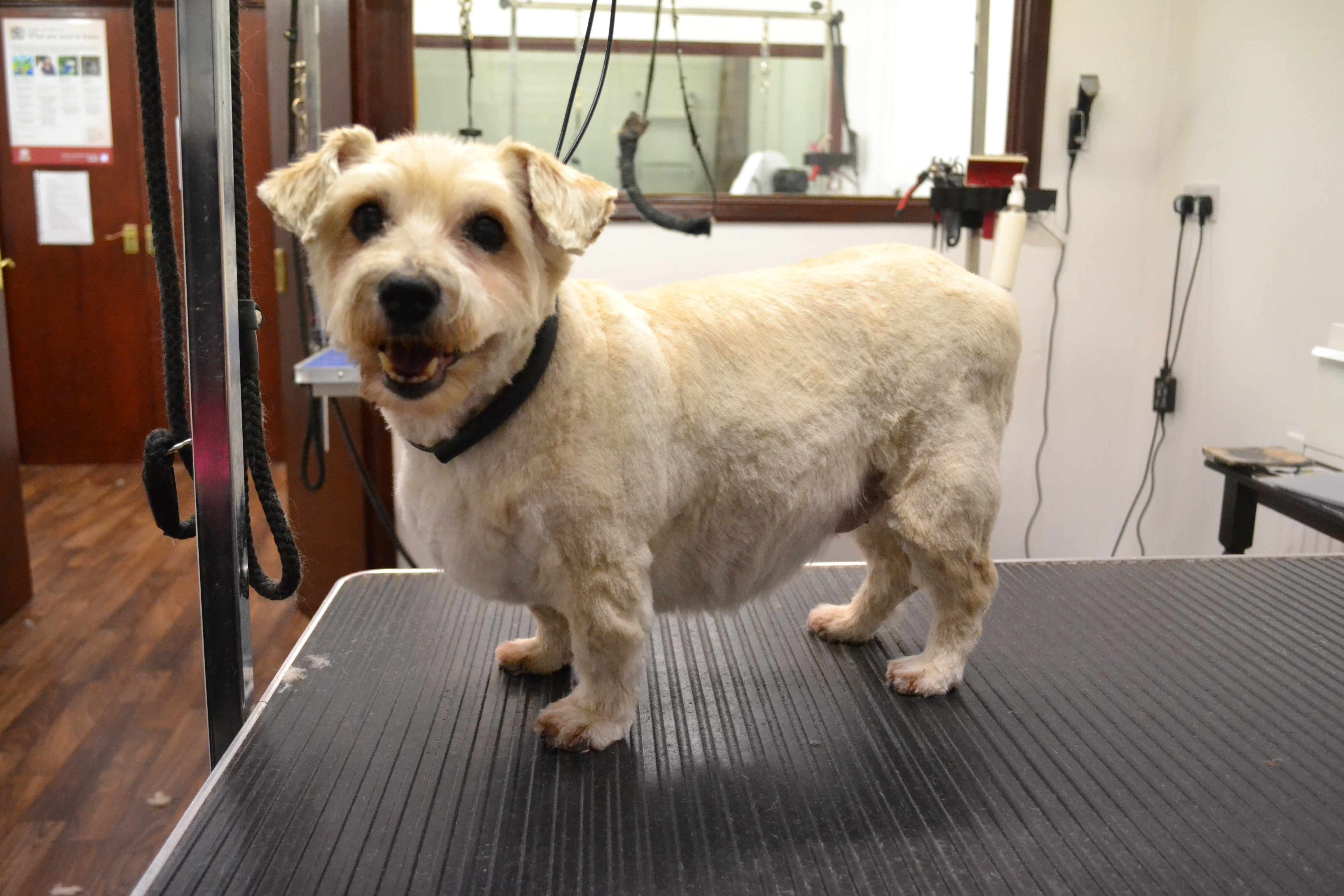 Terrier