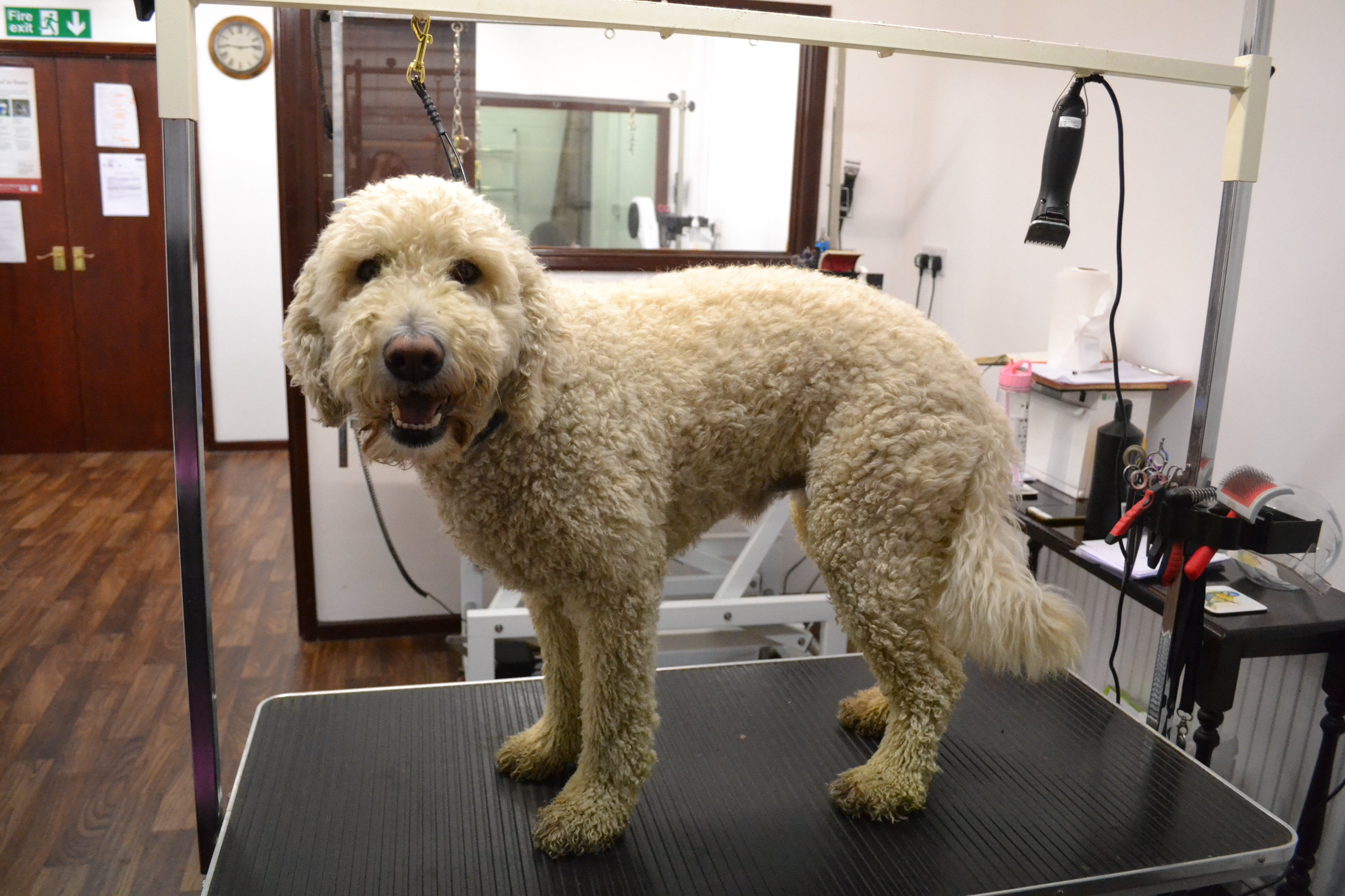 Golden doodle