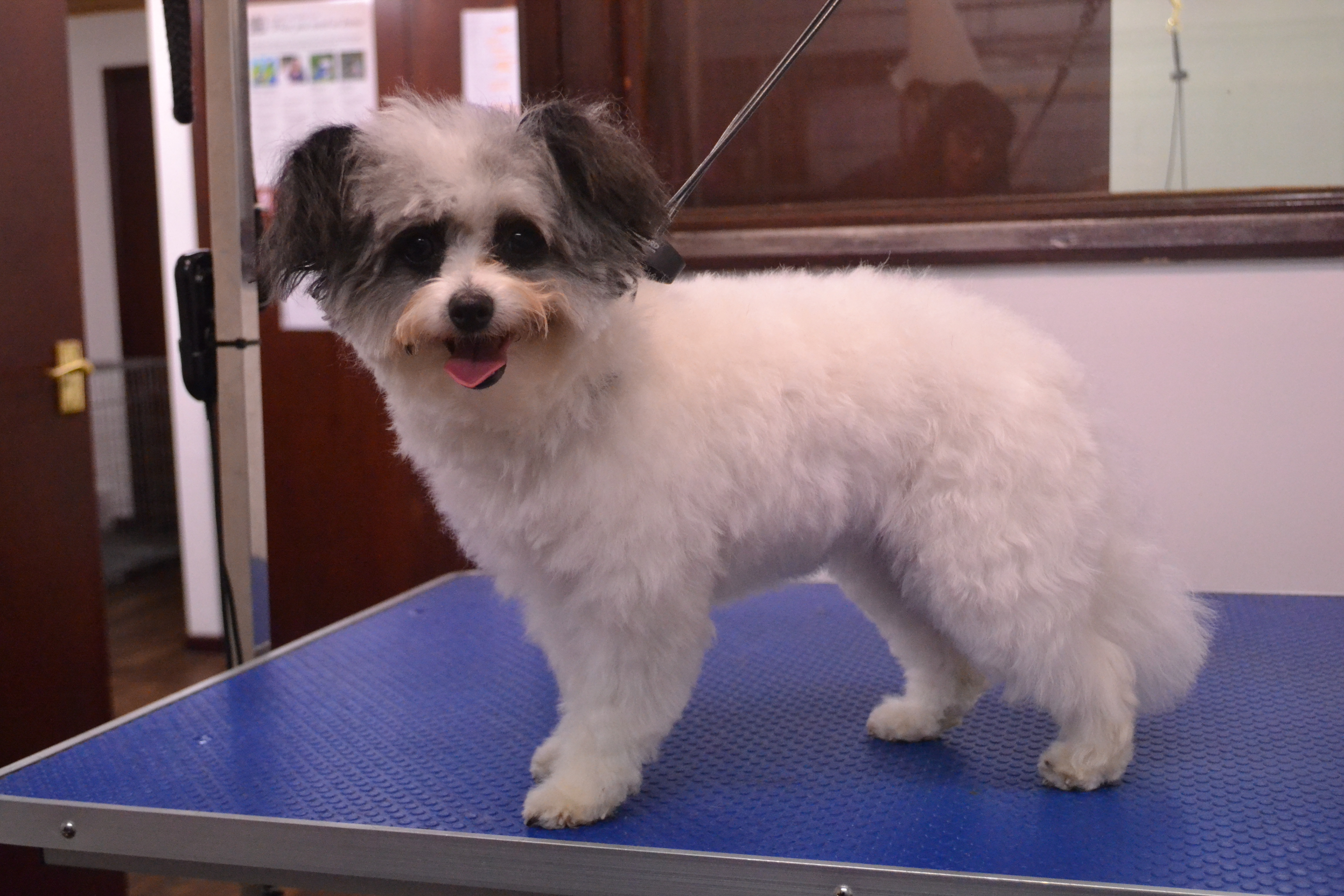 Papillon cross Toy Poodle