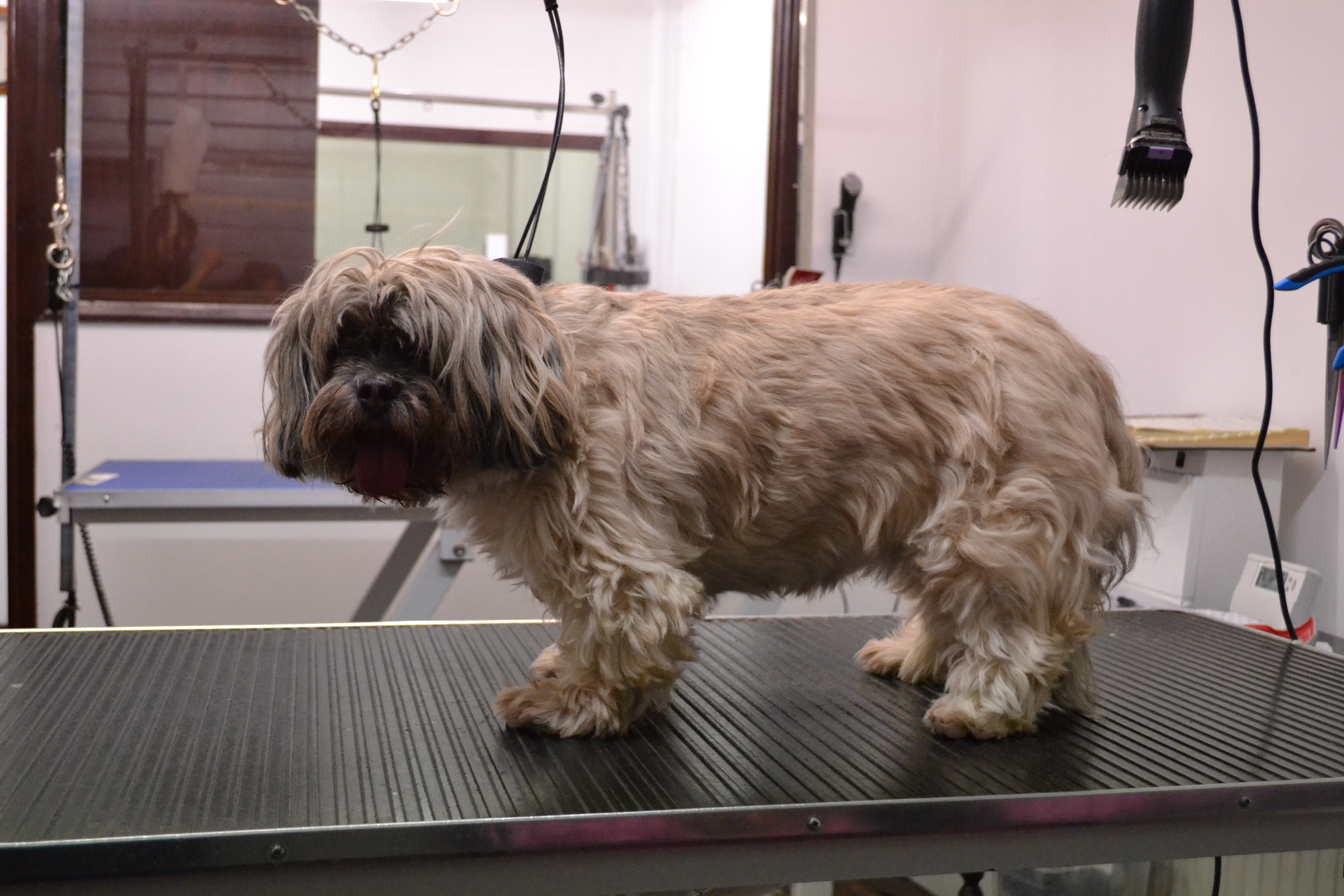 Lhasa Apso