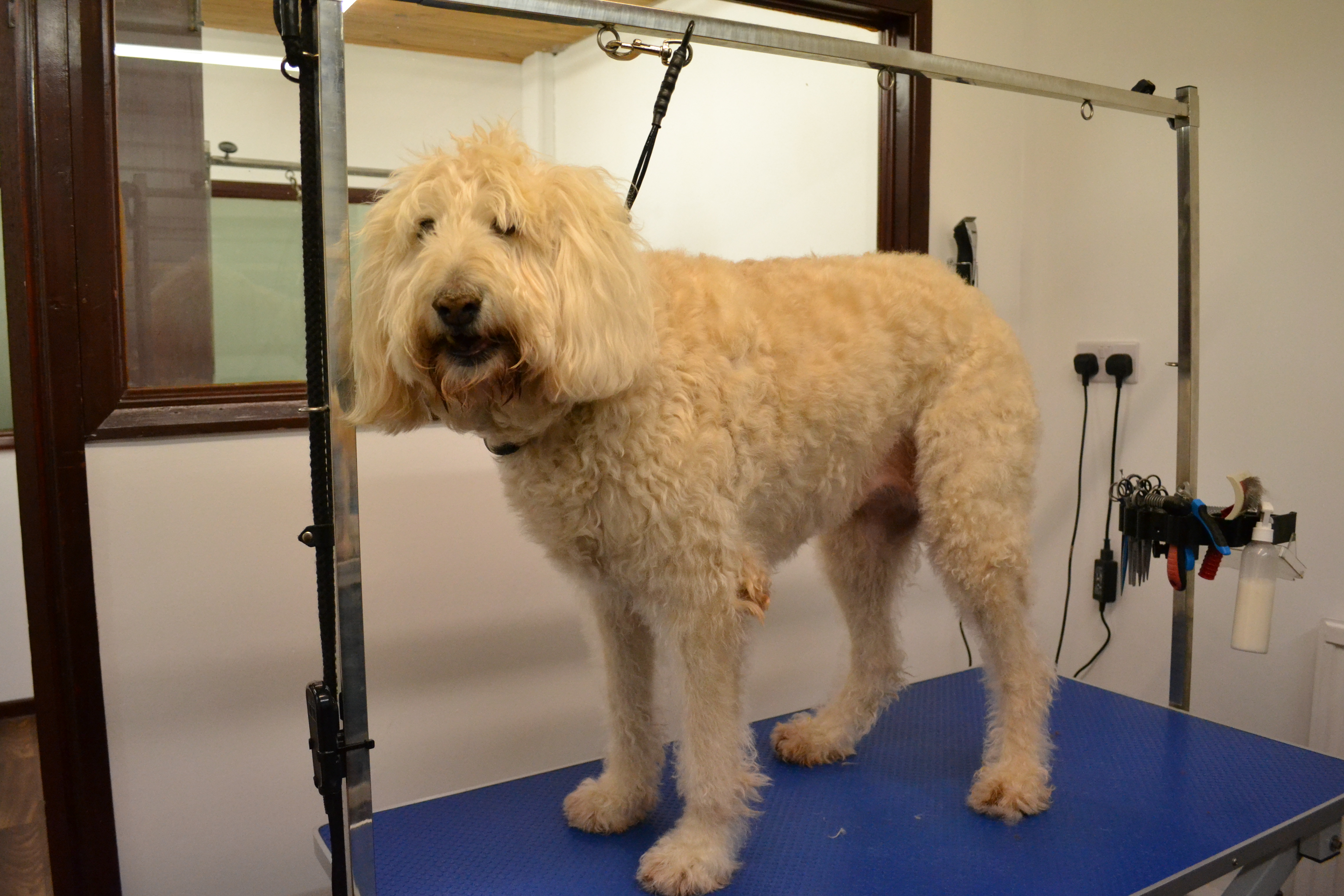 Labradoodle