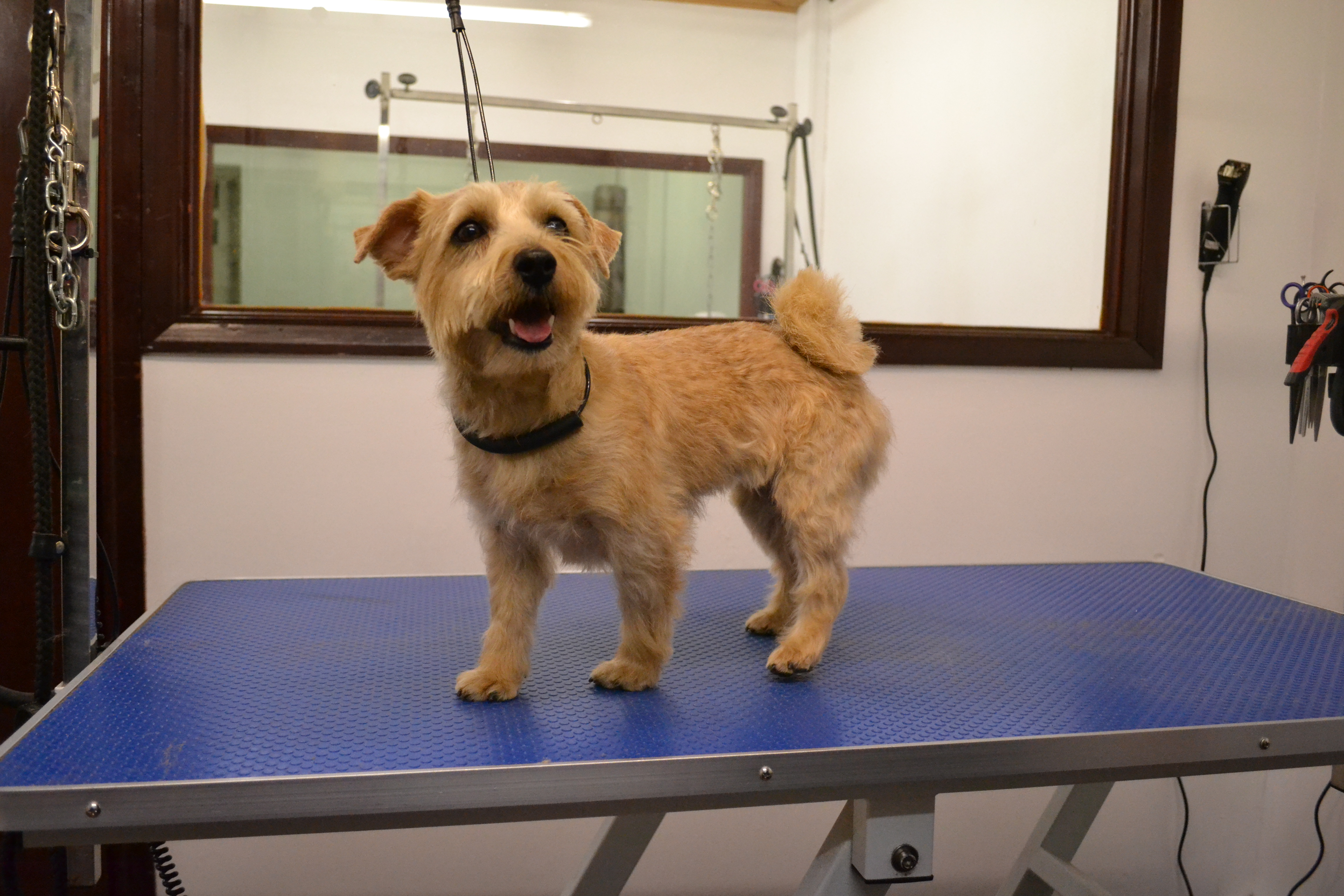 Norfolk Terrier